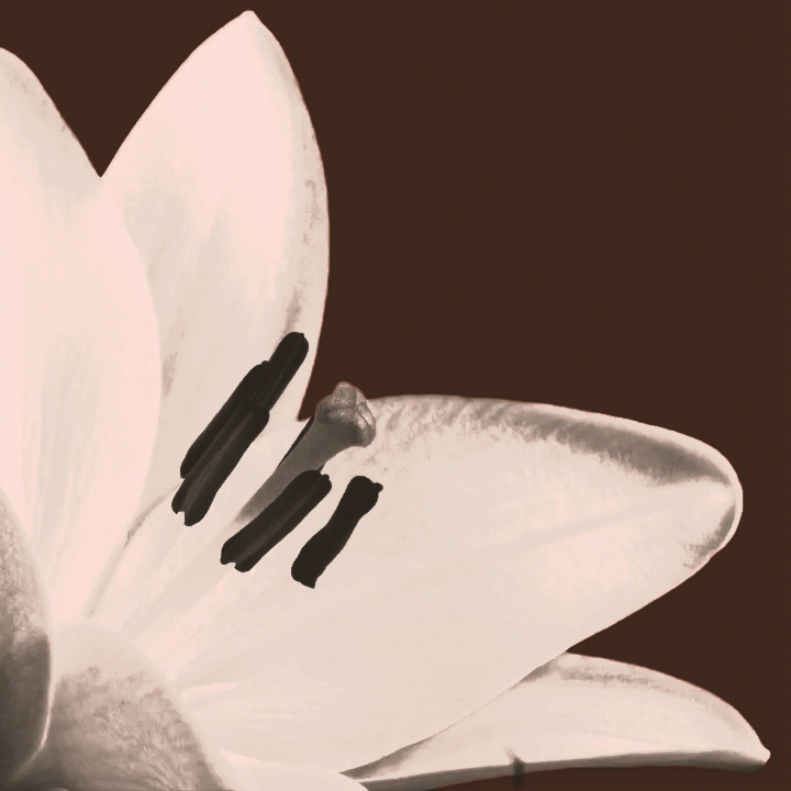 Excerpt from a promotional music video I created for the journal BaroqueEcstasy using a song by their own house band (and one of my musical side-projects). Watch the full video here: youtu.be/jvnDQP5WFXY 

Original footage courtesy of mskrzyp: vimeo.com/mskrzyp125