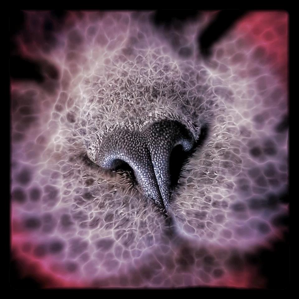 Cat purrs vibrations are in the 20 to 140 Hz range, healing the body and the soul, that must be the reason why I've always been addicted to cats and can't imagine living without them.
Animation from a closeup picture of my cat Cloud, this artwork was made for the Kitty Bungalow's Virtual Cat Art Show, June 26-28, 2020.
100% of proceeds will go to medical care and food for L.A.'s feral kittens. 
kittybungalow.org
Curated by Coldie
Animated Gif, 960x960px, 37.7Mo

