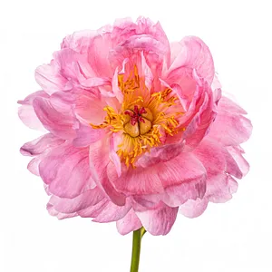 The Flowers Project
