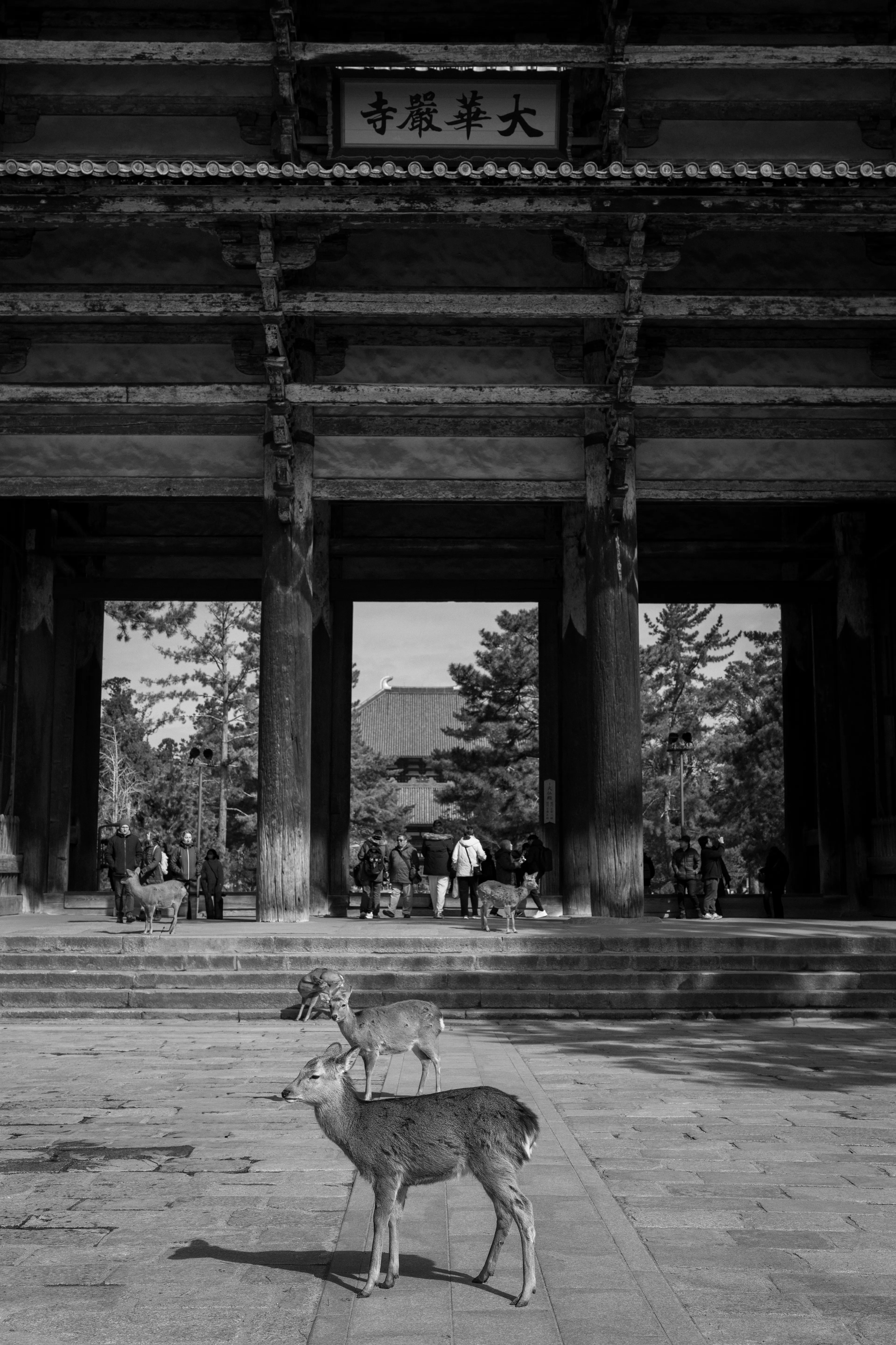 Nara Deer Park, home of the deer that bow for crackers. As touristy as this place is, it's a lot of fun interacting with these deer.