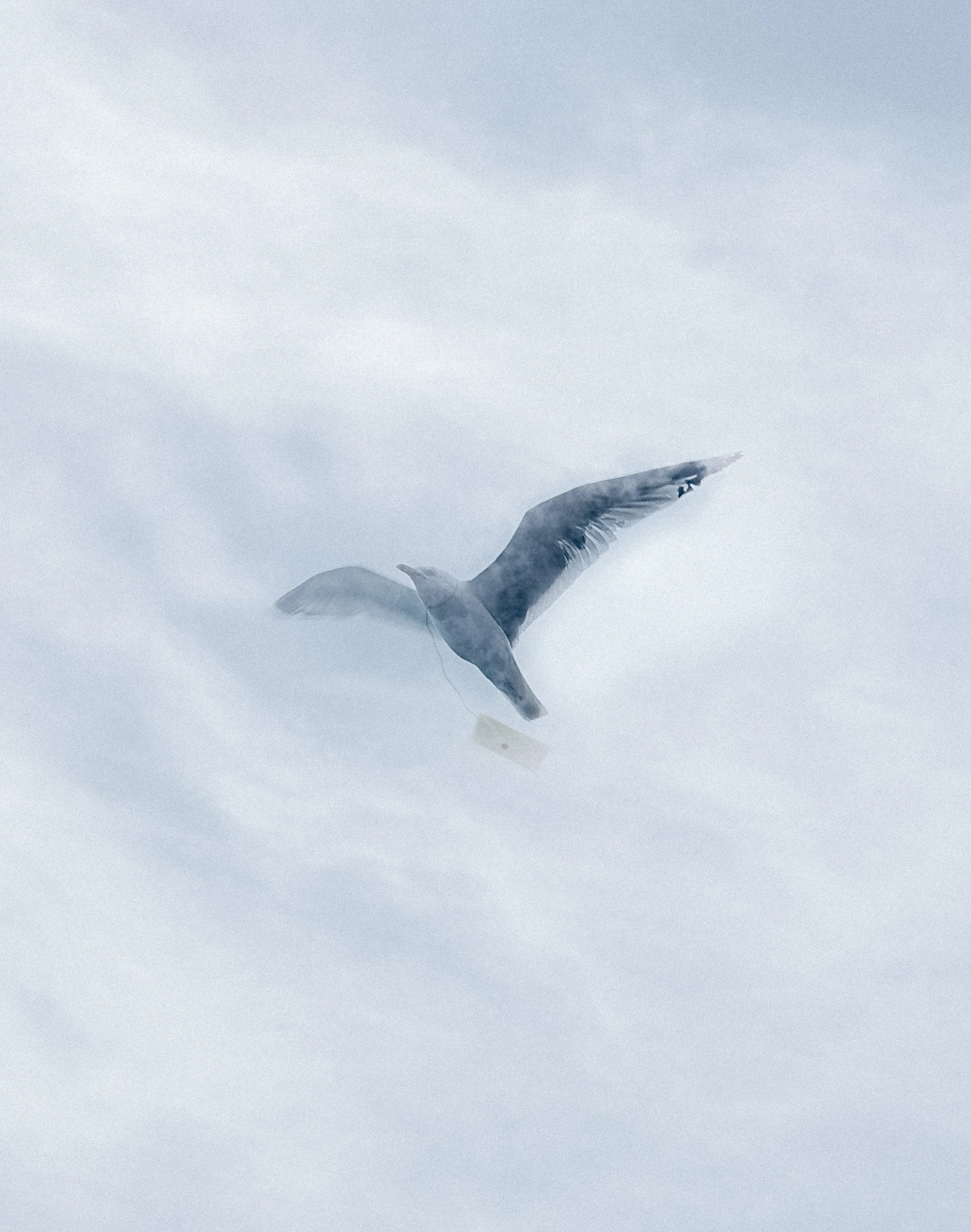 Inspired by the commonly used depiction of a pigeon carrying an olive branch. This image explores both the uncertainty of my current life style but also the reassurance I feel that something larger is on the horizon for me and my artwork. Good or bad, I am prepared to embrace the future. 