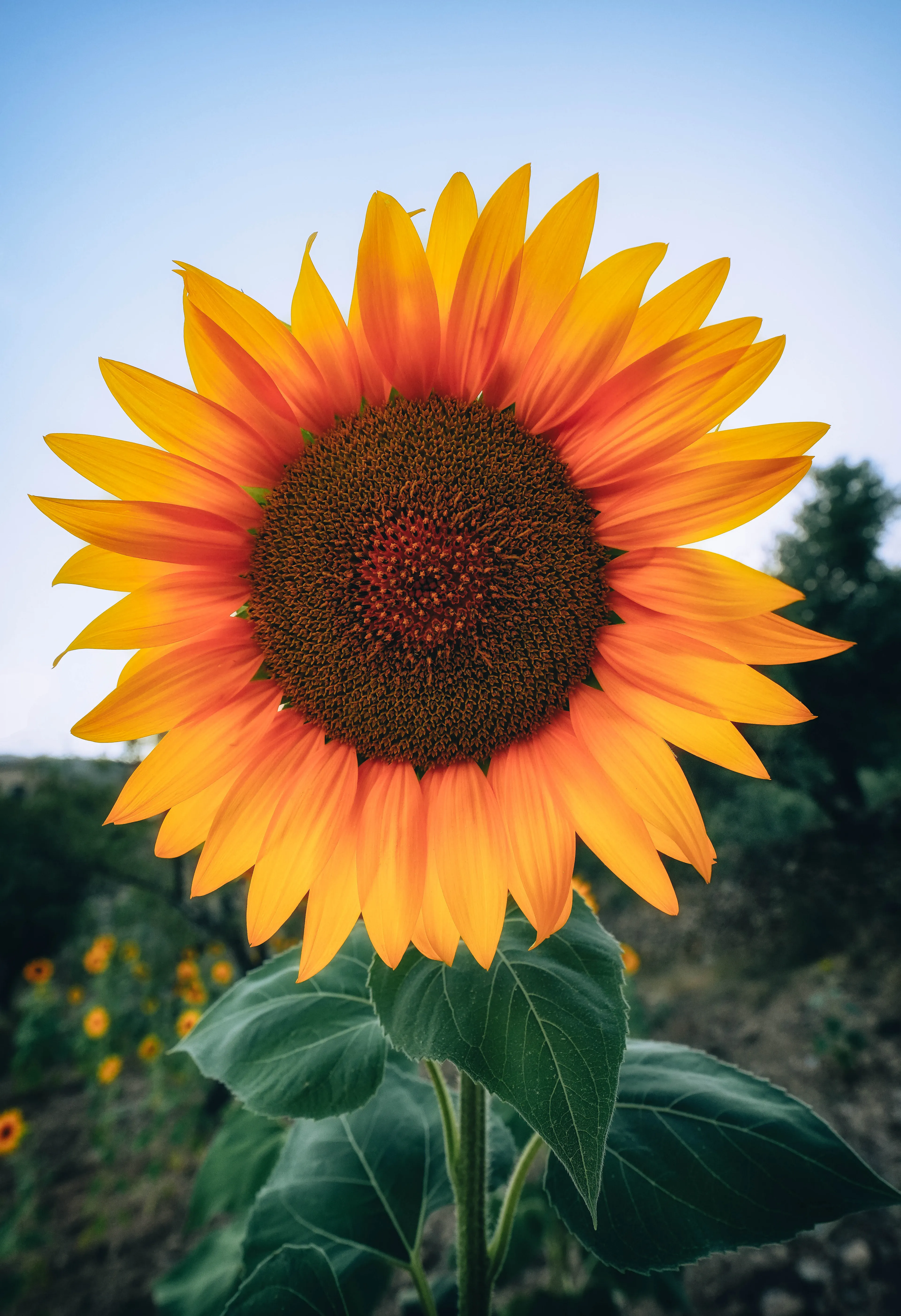 There's a place where stands a proud and majestic sunflower, radiating its golden splendor as if it had frozen a timeless moment of sunlight. Its wide & luminous petals, like sunbeams suspended in time, seem to embrace the light with passion. Every morning, the sunflower turns its head in search of the sun's warmth, just as a lover yearns for a gentle caress. "Eternal Sunshine" is more than just a title; it reminds me that light & hope endure, regardless of how grim the days we may confront.