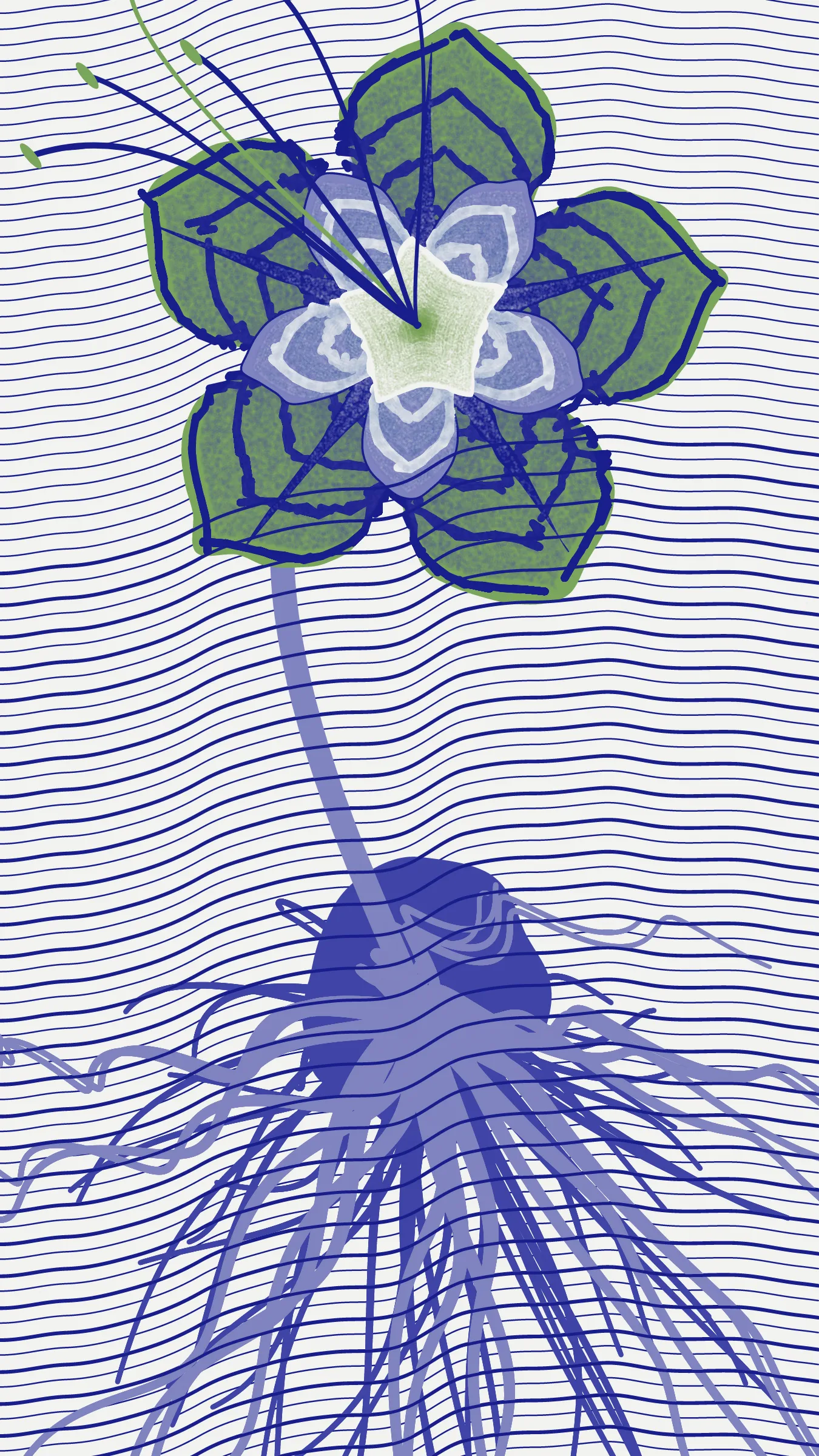 Underwater is a collection of 100 generative illustrations. The project portrays seven hypothetical species. Left to grow in the underground aquifer of Mexico City, these species are conceived as fictive descendants of ancient Mexican plants.  
The abstract aesthetic of the drawings is inspired by the pre-naturalist illustrations of medieval herbaria, especially the Libellus de Medicinalibus Indorum Herbis. To recreate the beauty of these early scientific illustrations through code, the superformula was combined with space colonization algorithms to generate tepal-like forms with characteristic patterns. 
The flowers that inspired this collection of generative plants are: *Dahlia coccinea*, *Chirahodendron pentadactylon*, *Magnolia dealbata*, *Tigridia pavonia*, *Helianthus armus* and *Sprekelia formosissima*.