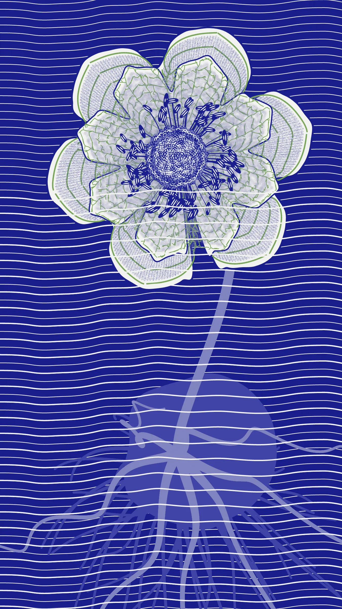 Underwater is a collection of 100 generative illustrations. The project portrays seven hypothetical species. Left to grow in the underground aquifer of Mexico City, these species are conceived as fictive descendants of ancient Mexican plants.  
The abstract aesthetic of the drawings is inspired by the pre-naturalist illustrations of medieval herbaria, especially the Libellus de Medicinalibus Indorum Herbis. To recreate the beauty of these early scientific illustrations through code, the superformula was combined with space colonization algorithms to generate tepal-like forms with characteristic patterns. 
The flowers that inspired this collection of generative plants are: *Dahlia coccinea*, *Chirahodendron pentadactylon*, *Magnolia dealbata*, *Tigridia pavonia*, *Helianthus armus* and *Sprekelia formosissima*.