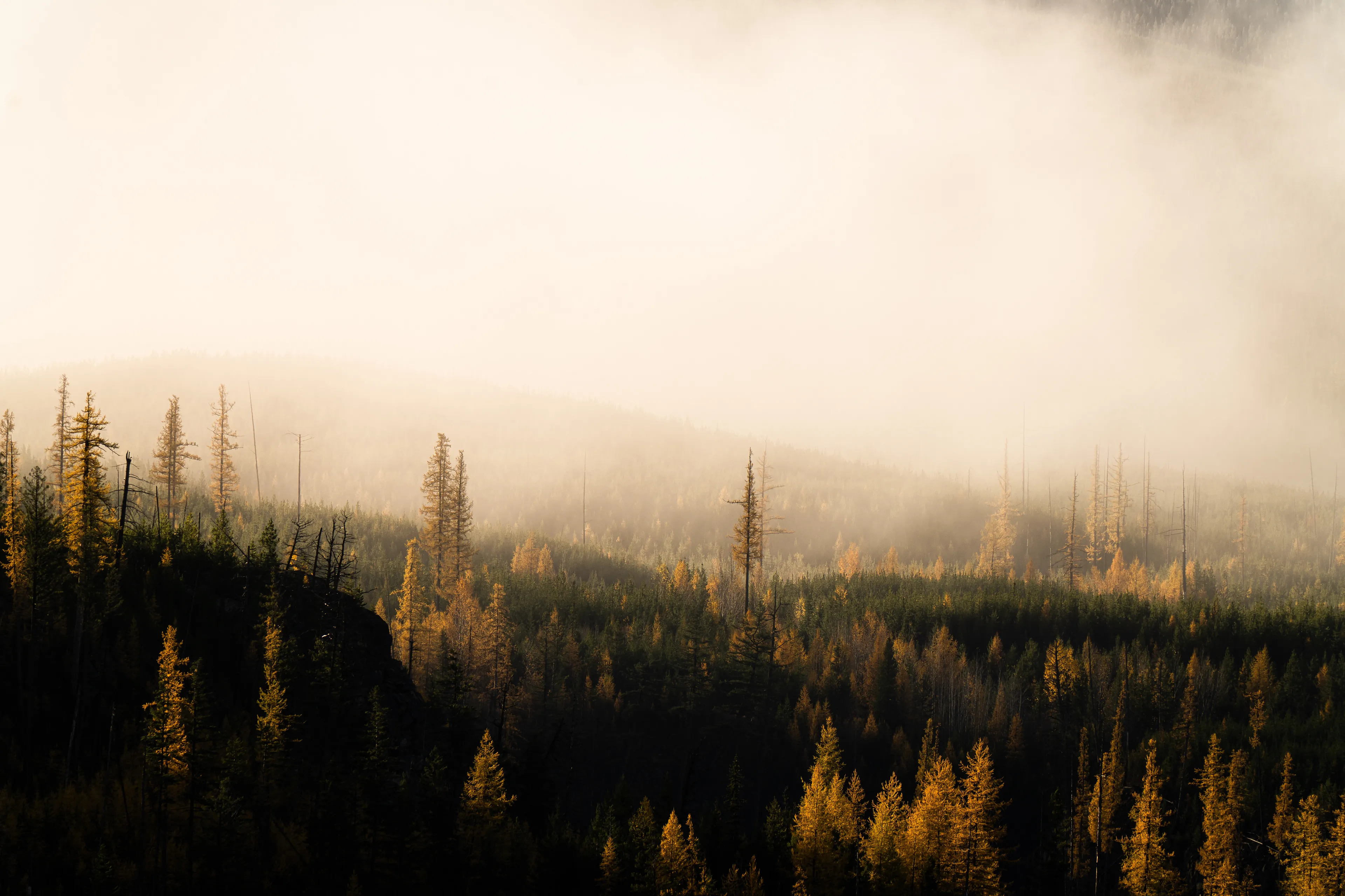 golden light spills across the larch  
a quiet fire softening the dark.  
the trees, listening, hold their secrets  
in whispers only morning hears.

photograph by awhurst  
single exposure  
edition 1/1