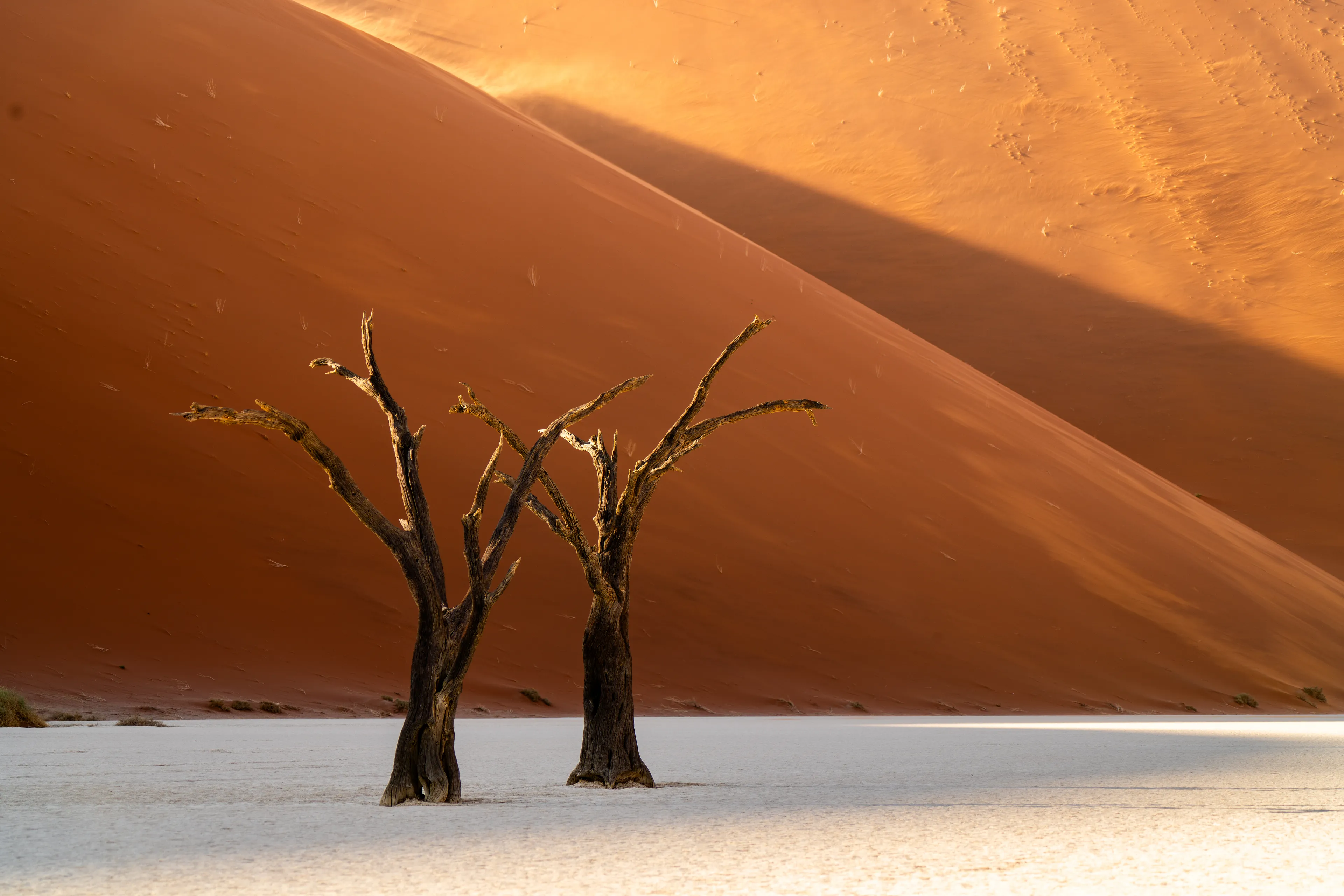 in this dance of light and death,  
we find our place

deadvlei 
Namibia 2024

Photograph taken by awhurst  
1/1
