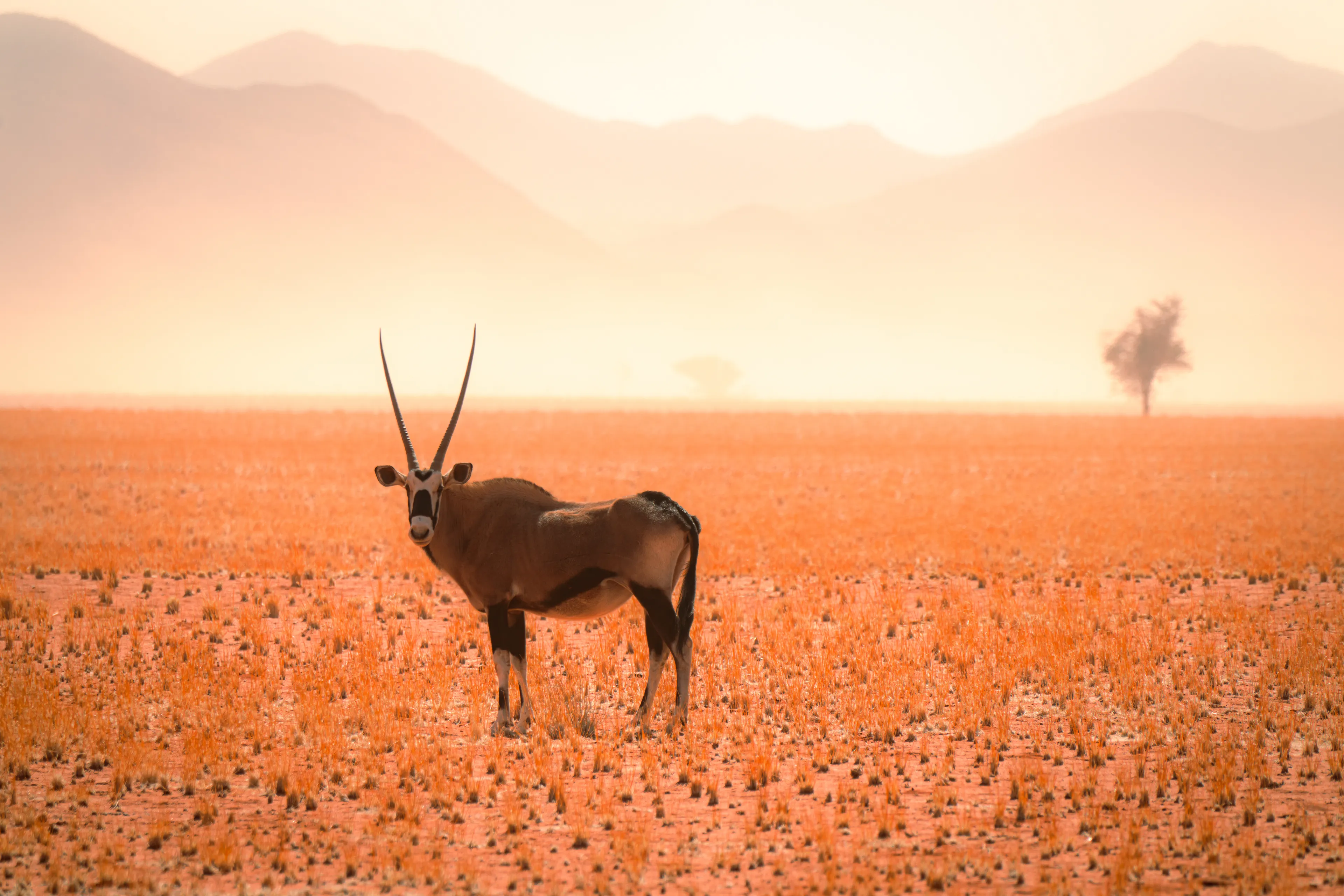 endless sands whisper  
lone oryx stands never lost  
keeper of the wilds

photograph by awhurst  
edition 1/1