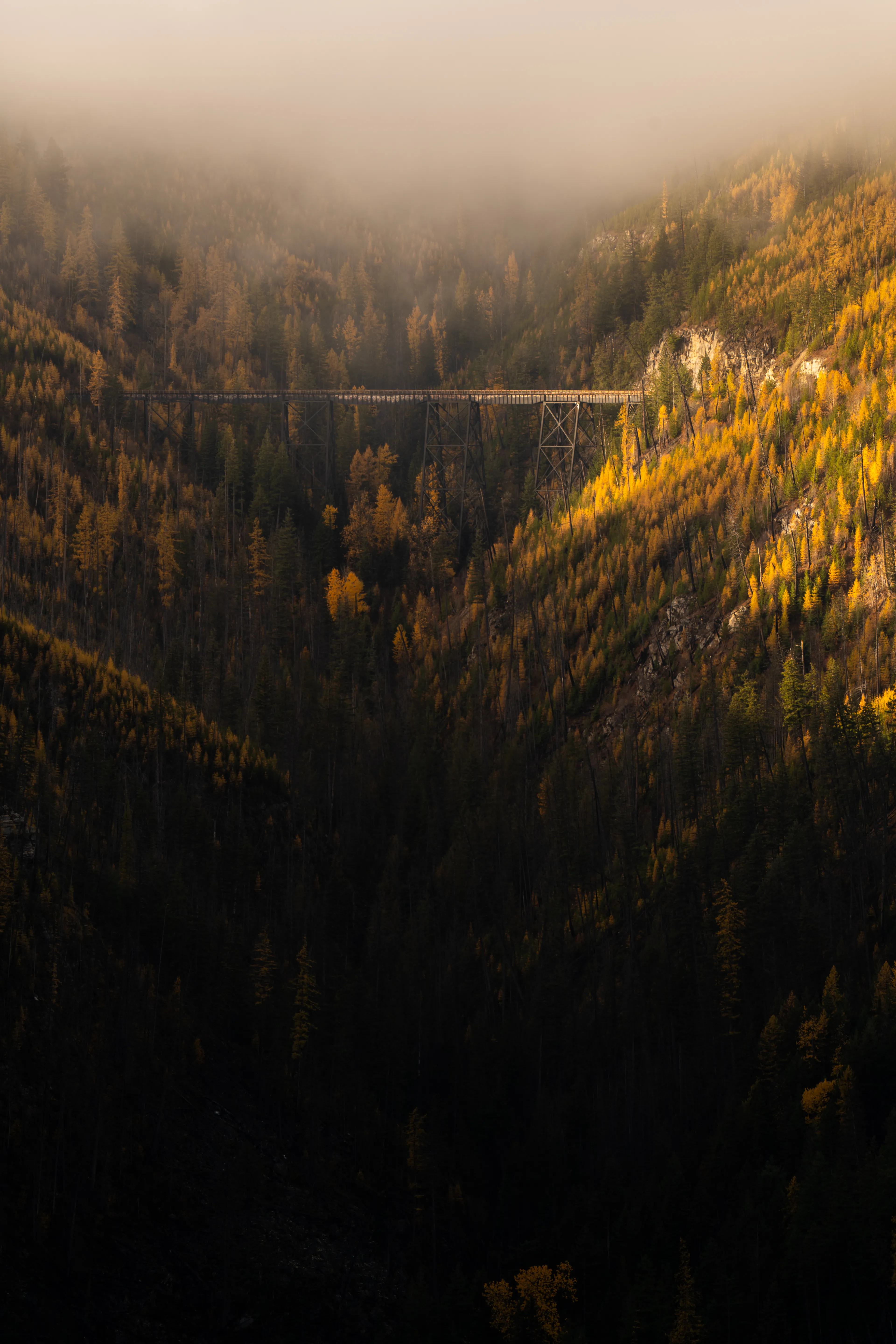 still in morning’s breath  
wrapped in gold and mist   
guarding a path  
toward light.

photograph by awhurst  
single exposure  
edition 1/1