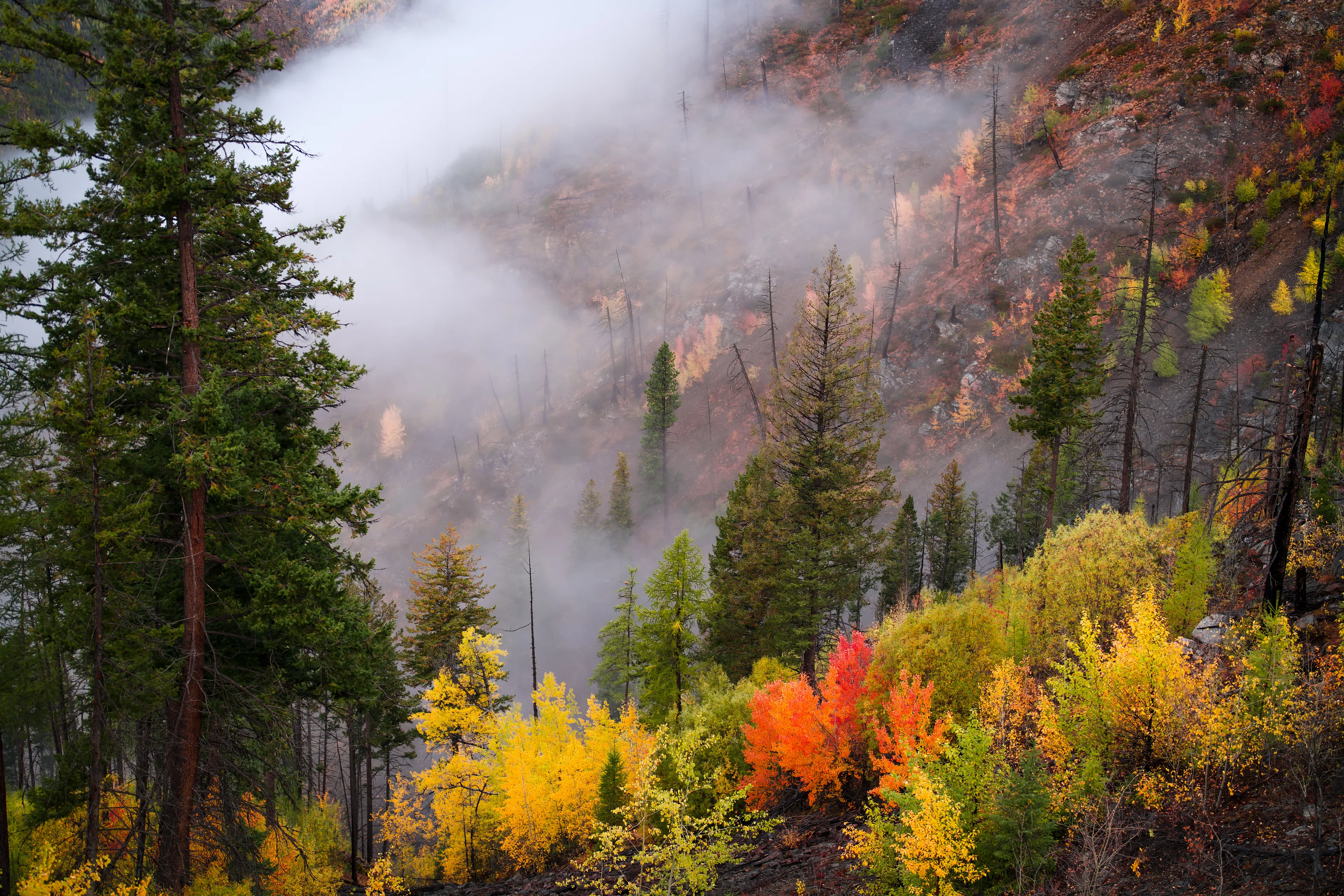 Of Fire and Water

As I ascended the rugged hills during the splendid days of autumn, the world around me transformed into a sublime panorama of nature's splendor. The leaves, touched by the hand of the impending season, burst forth in a dazzling array of fiery crimson and golden hues, igniting the landscape with an otherworldly fervour. The hills rolled on, as though Nature herself had crafted each rise and fall with meticulous care. But it was in the valley below that my soul found its anchor - a congregation of clouds, low and mystic, wafting and weaving through the colourful forest like ethereal specters. In this enchanting communion of earth and sky, I marvelled at the delicate dance of fire and water, a sight that bespoke the profound mysteries of existence, where the ephemeral beauty of autumn met the eternal grace of the heavens.

This photograph was taken by awhurst.  
Edition 1/1