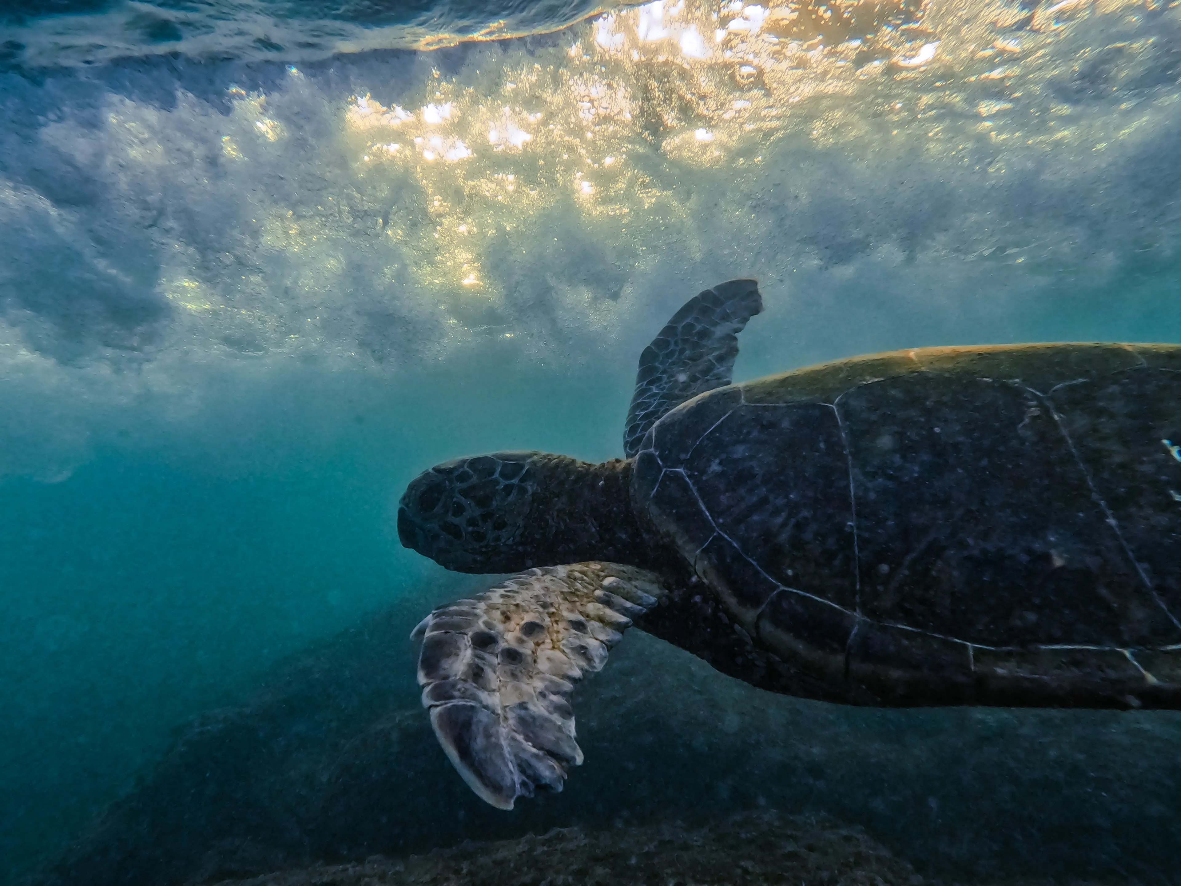 golden waves shimmer  
ancient flippers carve the light  
silent depths calling

photograph by awhurst  
edition 1/1