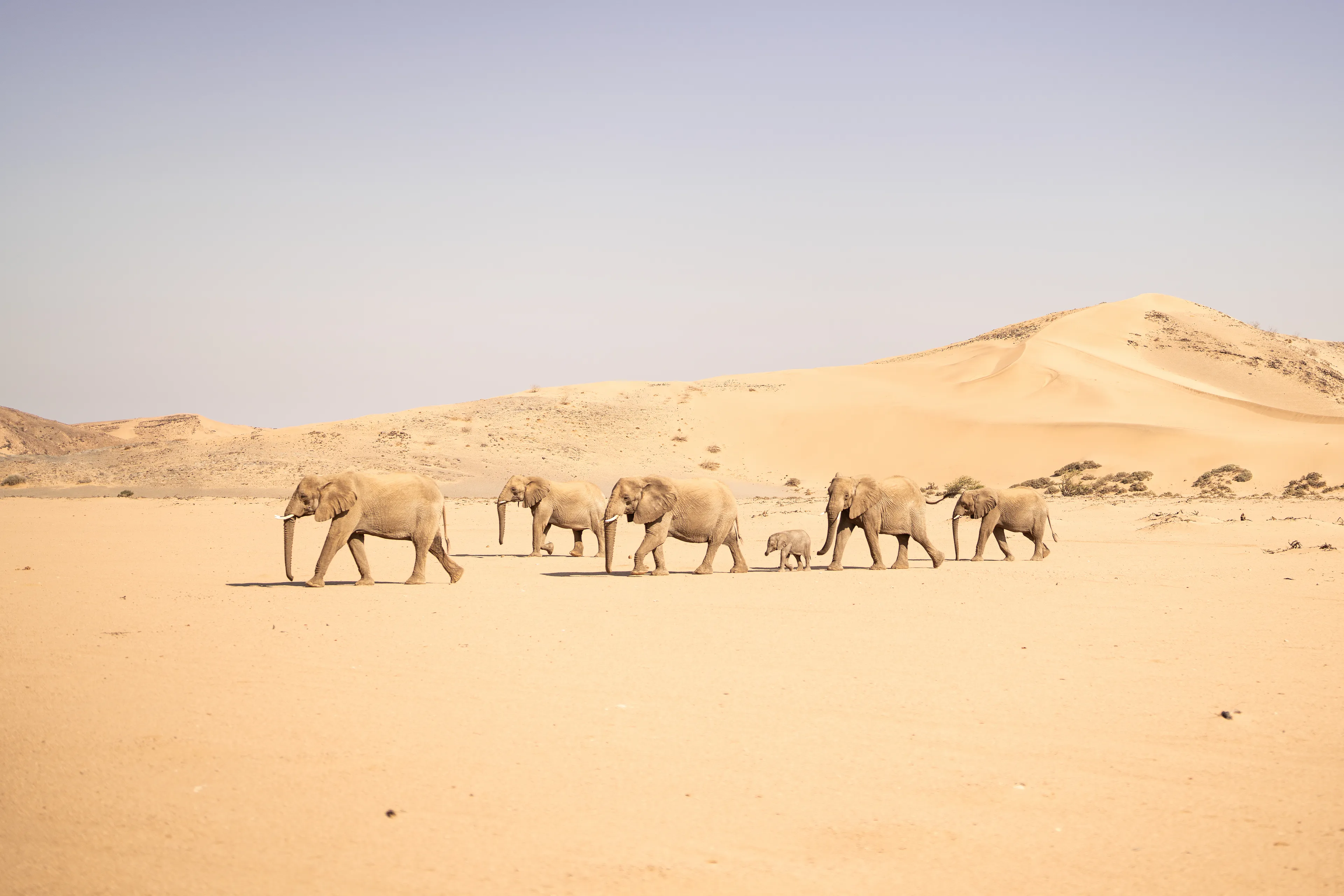 In the vast Namib Desert, the desert elephants of Namibia move with quiet grace across golden dunes. Their broad feet leave prints in the shifting sands as they search for scarce water and hardy vegetation. Led by a wise matriarch, they traverse this harsh landscape, a small yet resilient herd bound by unity and survival, their presence a testament to life against all odds.

Huab River Valley, Nambia 2024  
photograph taken by awhurst