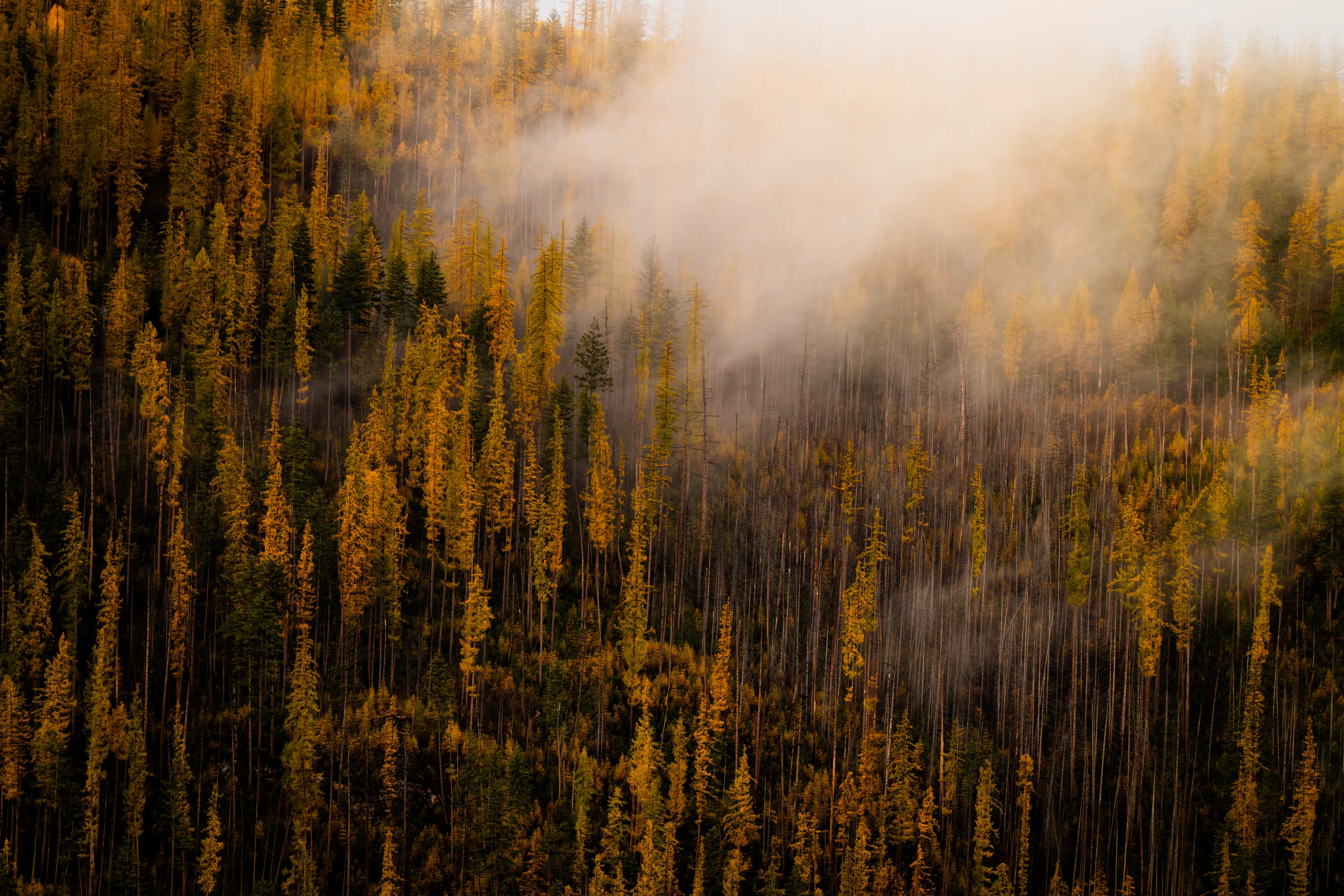 soft veils wander past  
golden spires brush the sky's edge 
hills dream in silence

photograph by awhurst  
edition 1/1  

