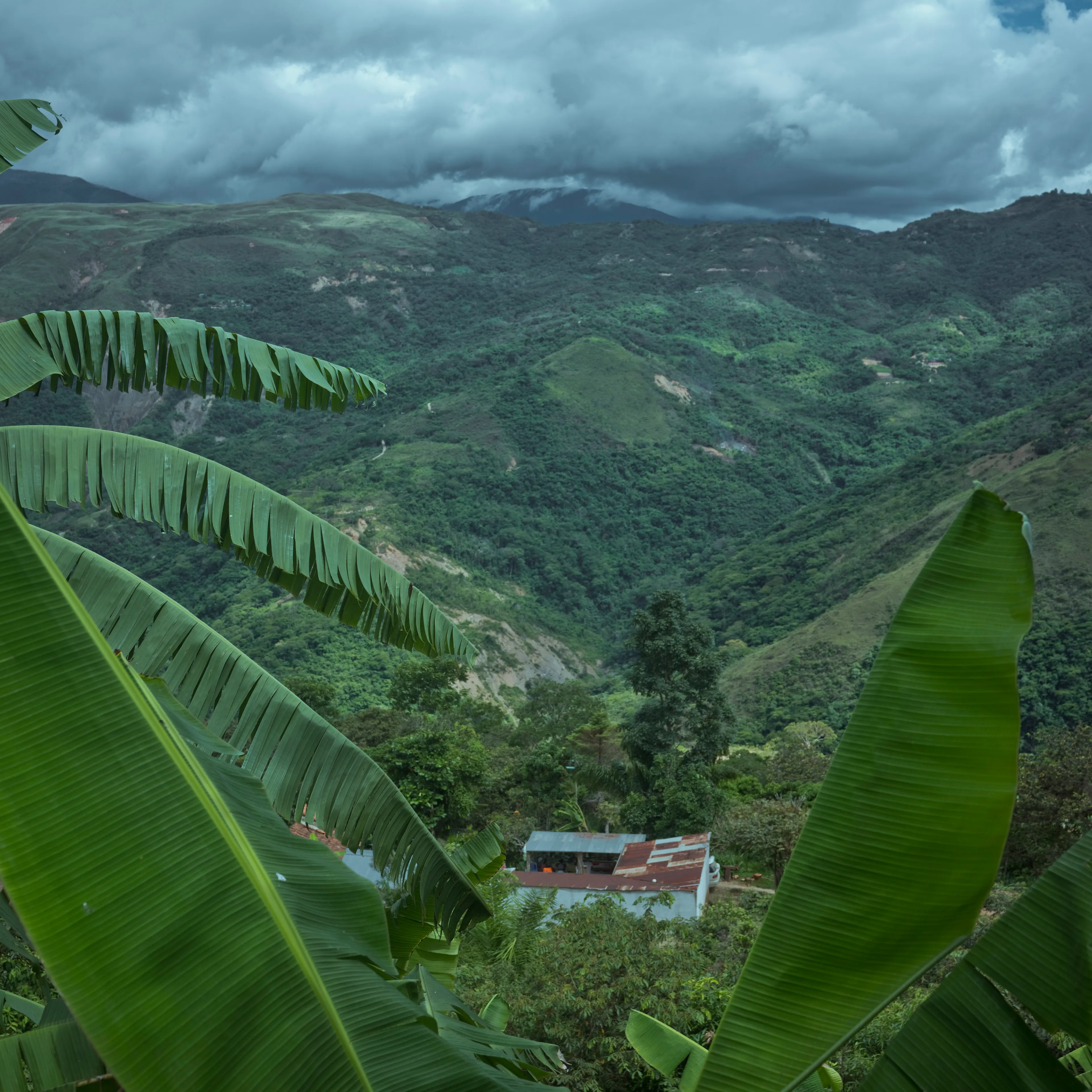 The Royal Pinedo #9 by Cristina de Middel

In the tropical region of Los Yungas in Bolivia, surrounded by coca plantations, Cristina De Middel has encountered the story of a King. His name is Julio Pinedo. Julio is a descendant of prince Uchicho, the King of the Kikongo tribe that arrived from the Congo in 1820. This collection will document the daily life of a quite unusual king, recognizing his legacy and the oral tradition that remains after 3 generations. The story will show how this legacy plays out within the the current problematic coca industry in the country, which is still one of Bolivia's biggest agricultural productions.

Edition: 1 of 1

Commissioned by Obscura