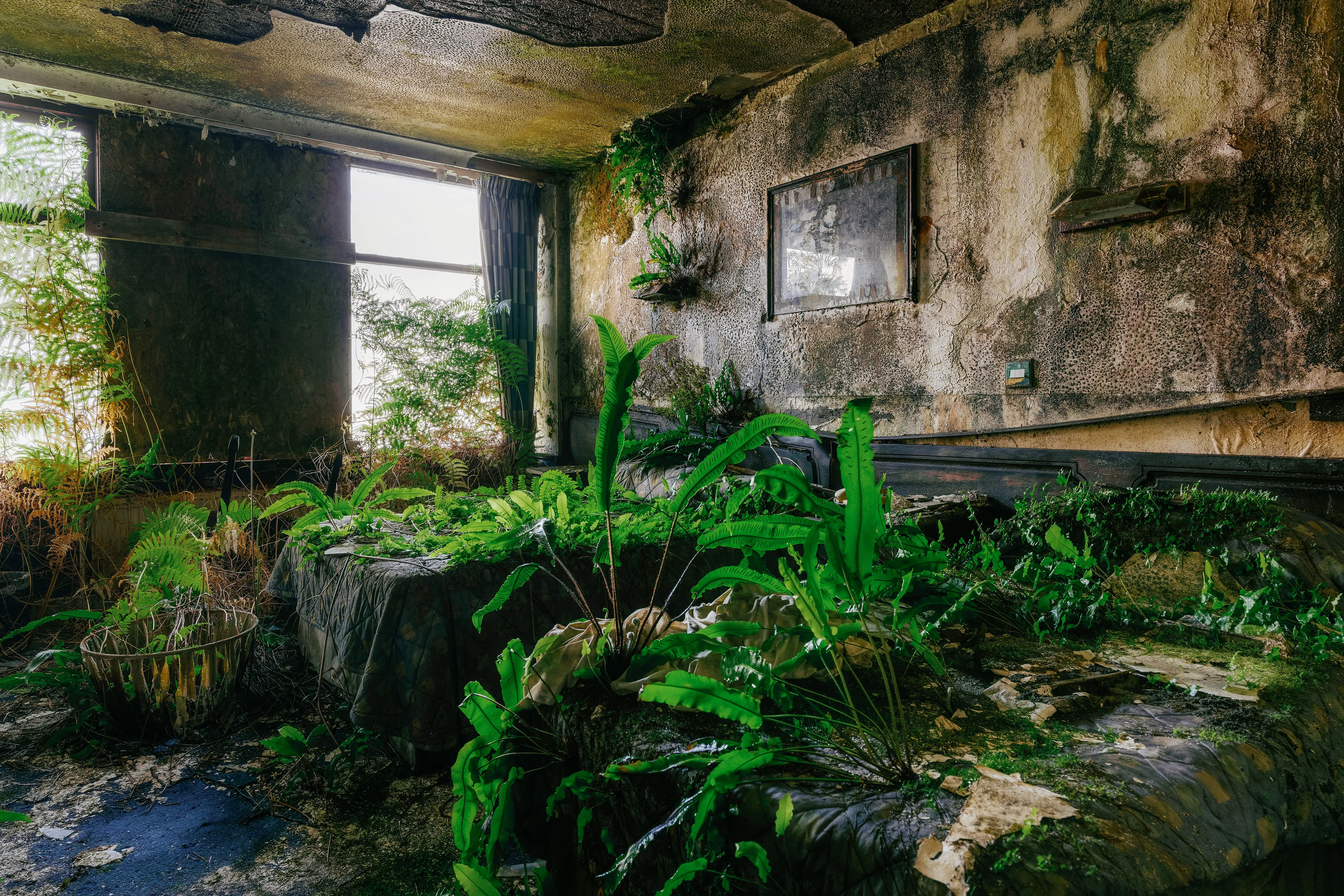 When I walked into this hotel room of an old abandoned hotel on the northwest coast of Ireland, I was speechless. Ferns and all sorts of greenery grew wildly through the still fully furnished room. On the beds, on the armchairs and on the carpet. It was so curious, I felt like I was in an alien world. 

This room was perhaps the most surreal and unique spot I have seen so far in real.