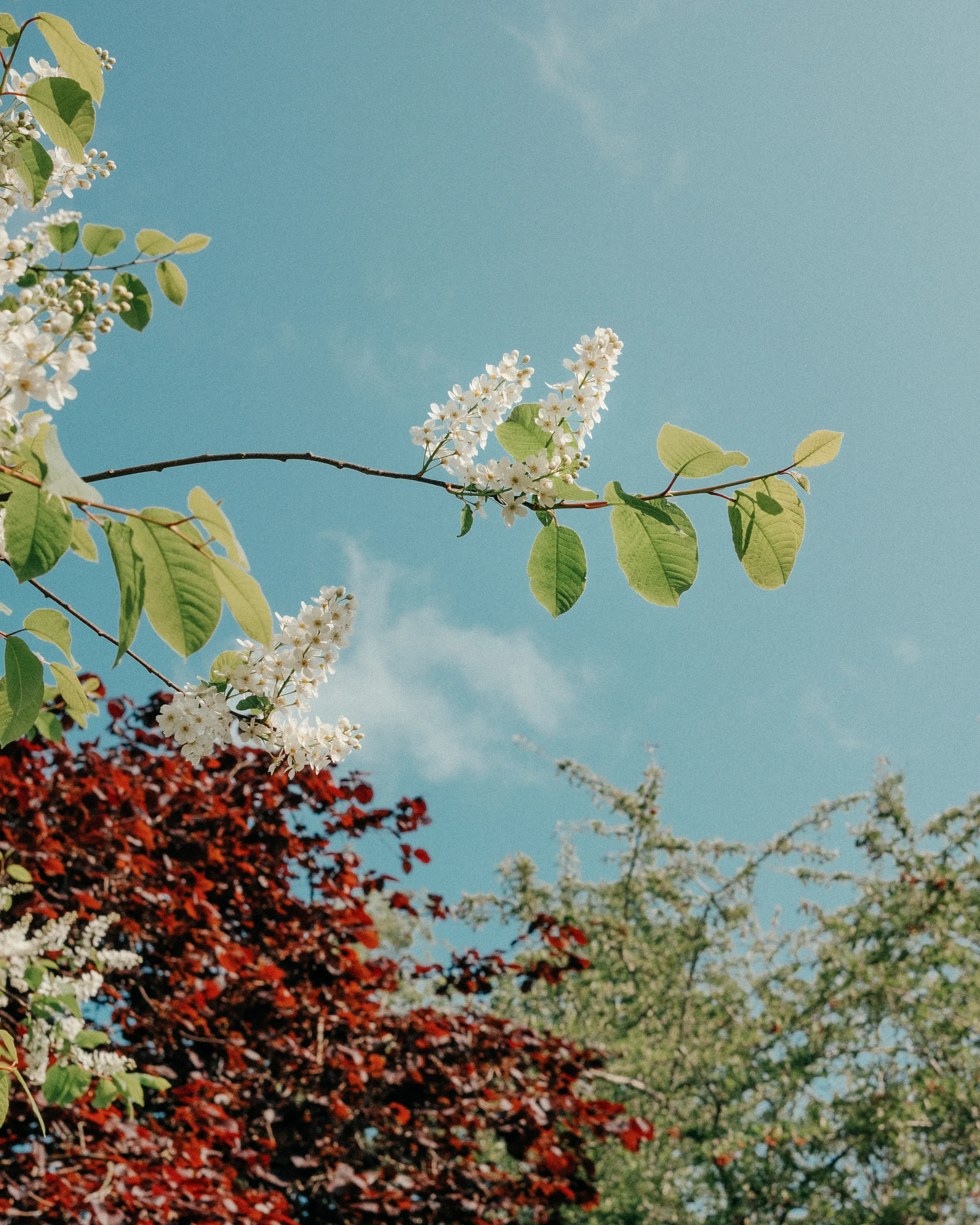 Bird cherry, Sheffield, May 2023. 

A bird cherry tree branch takes center stage against an expanse of brilliant blue sky. 

Deeply rooted in cultural folklore, the bird cherry tree captures the essence of spring's arrival, symbolizing not only the rebirth of the natural world but also the enduring connection between humans and the environment. In medieval Europe, these trees were often planted near homes as a protective measure, believed to ward off malevolent spirits with their blossoms.