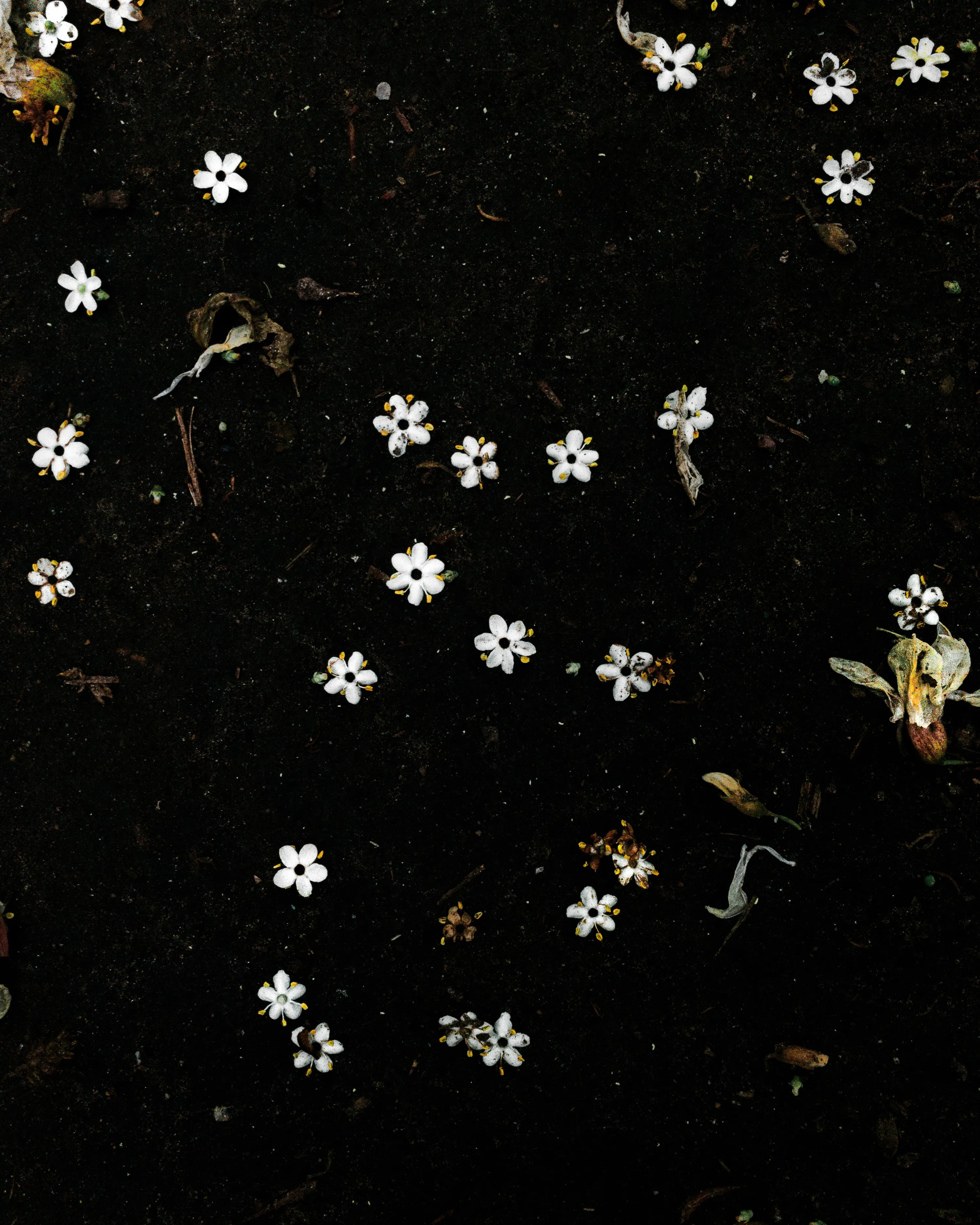 A daimon is the decay that brings new life in spring. 