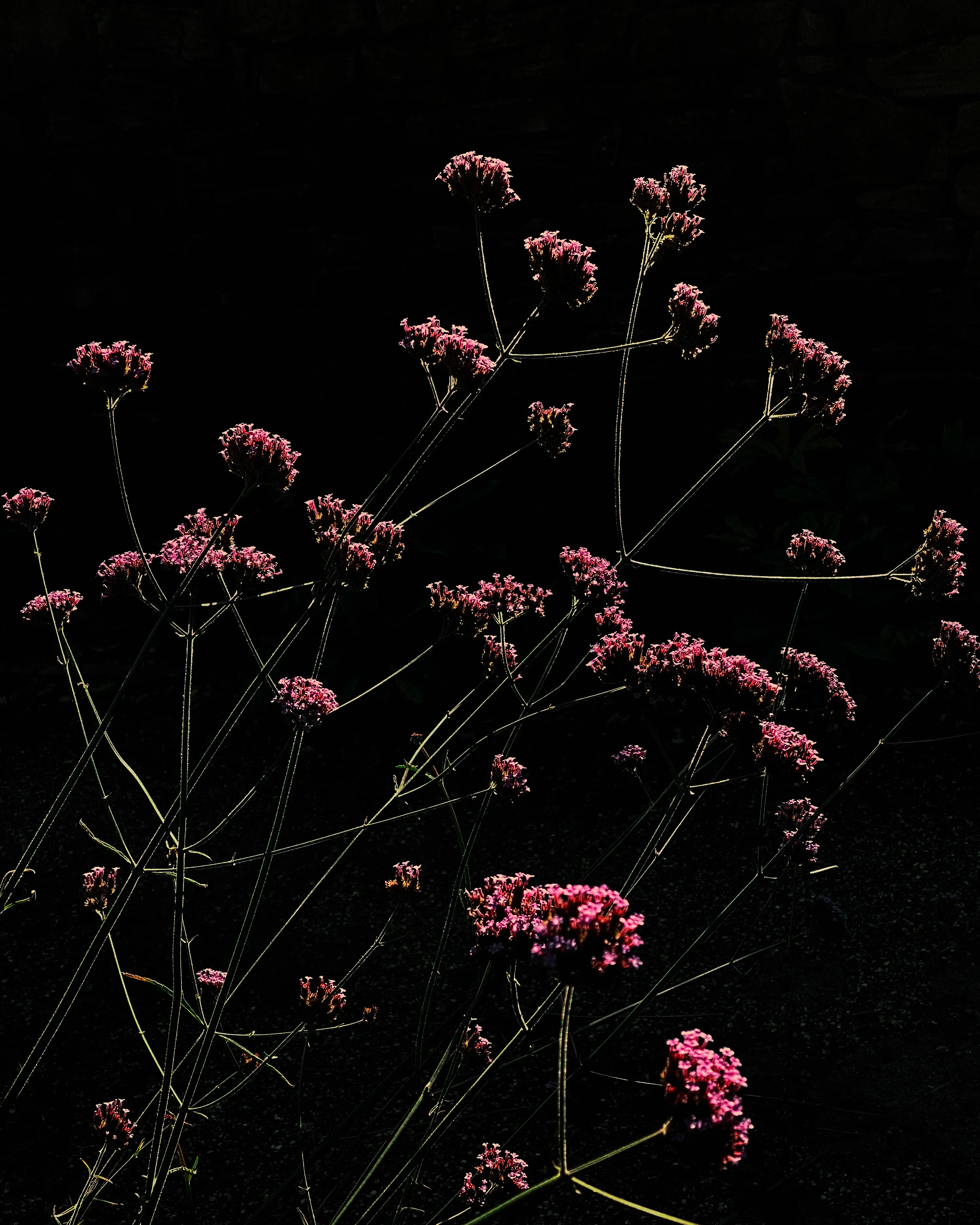 A daimon is the exploding colors of a flower. 
