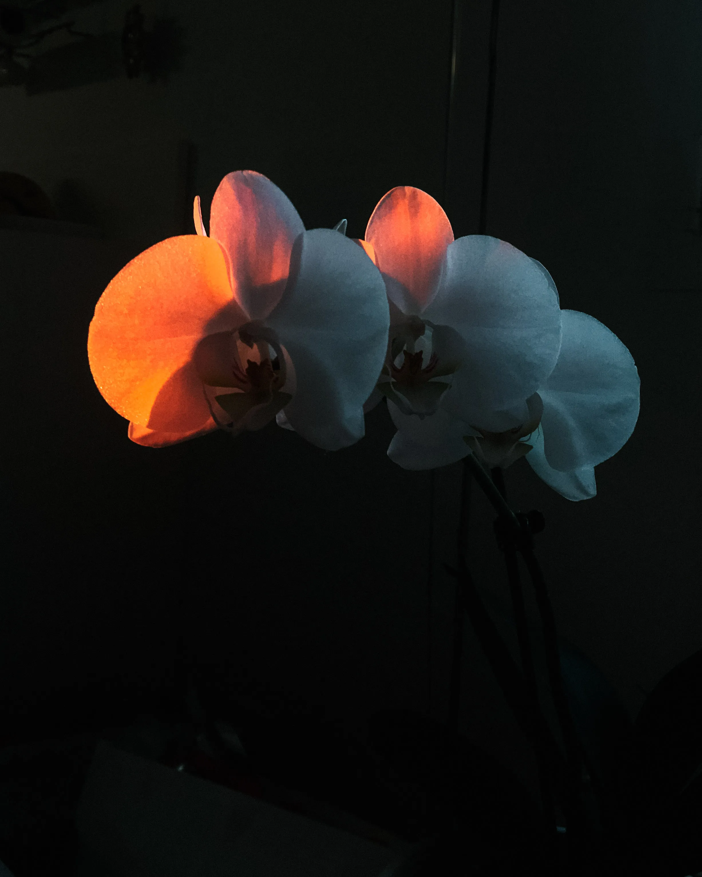 A daimon is the iridescence of an orchid.