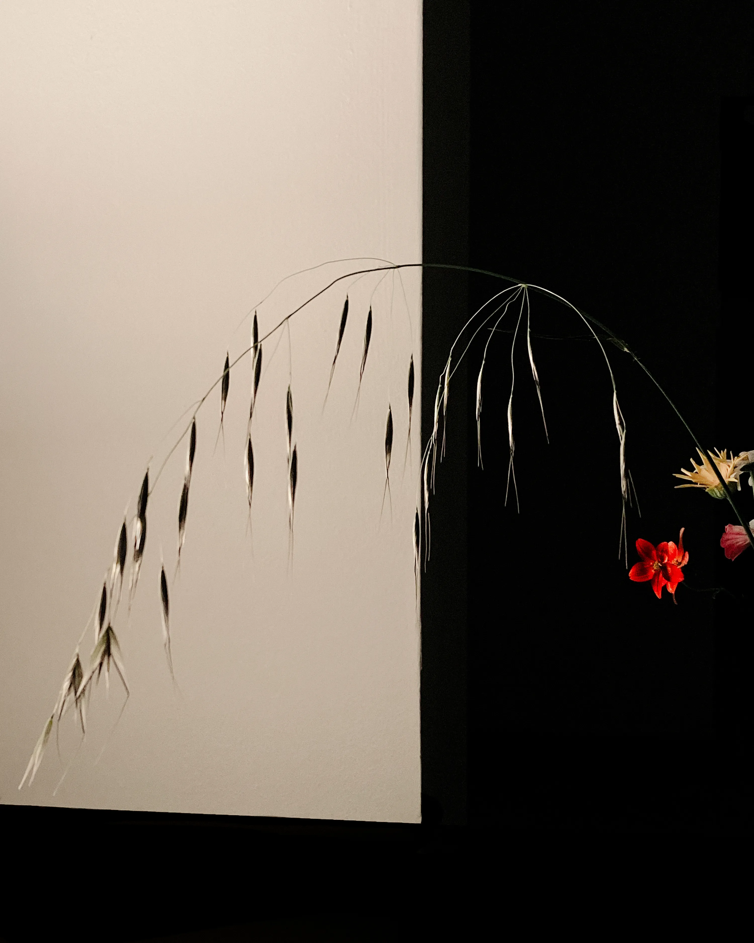 A daimon is a plant arching its back near the couch.