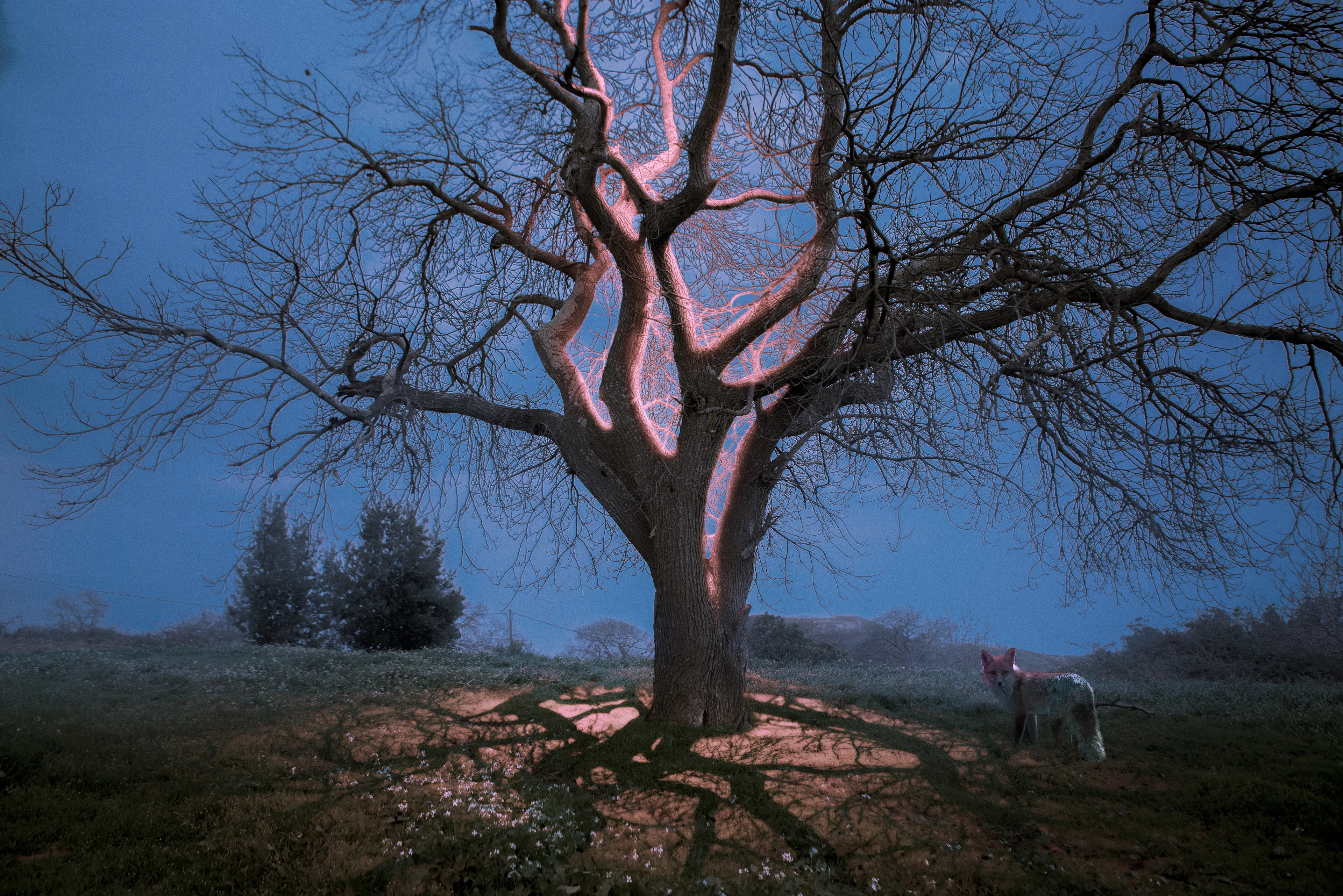Chasing Light · 2022