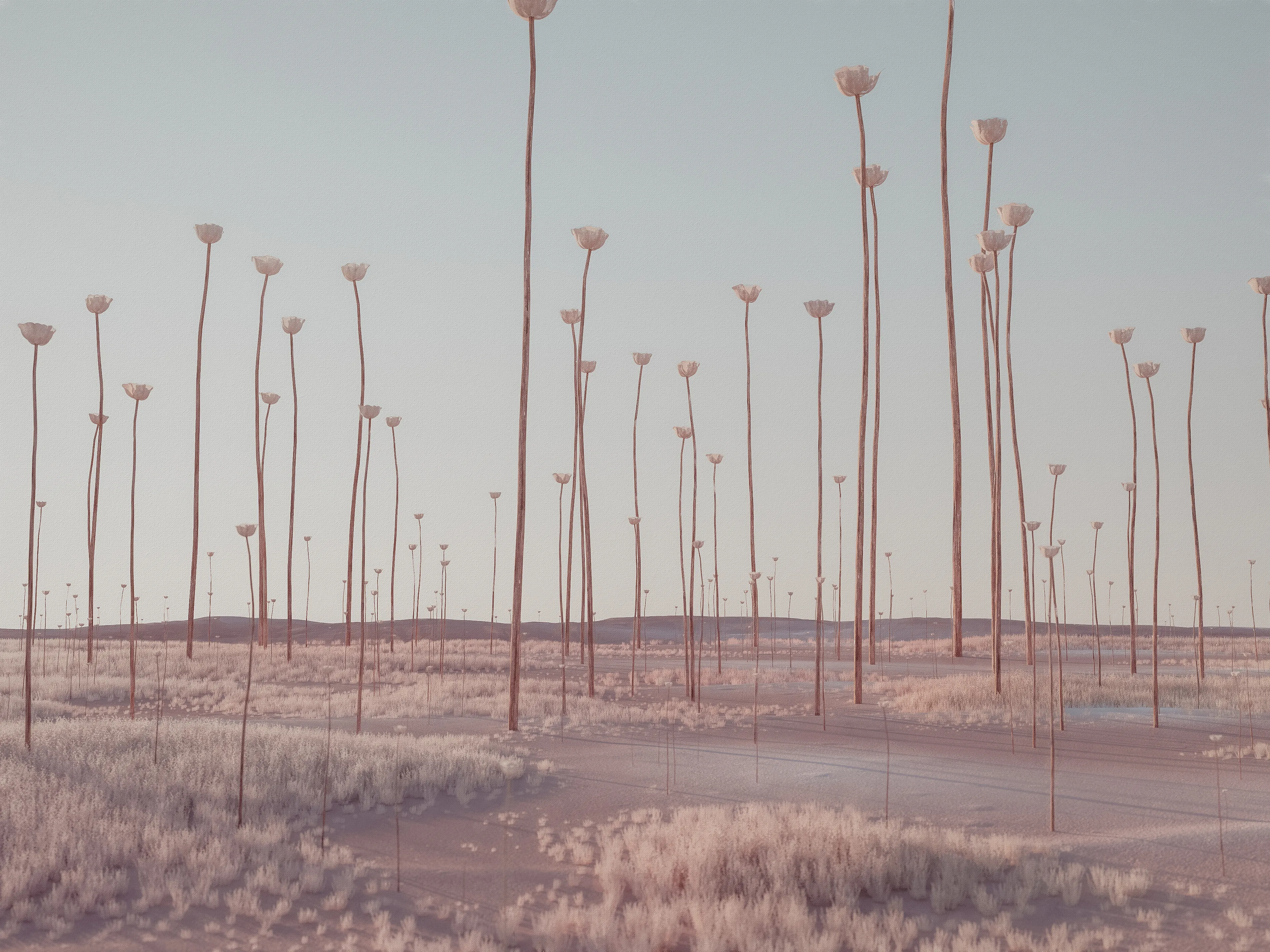 a visual ode to the paradoxical desire to both revere and level what is exceptional.  tall poppies invites introspection on the cost of conformity, amidst the pursuit of excellence.