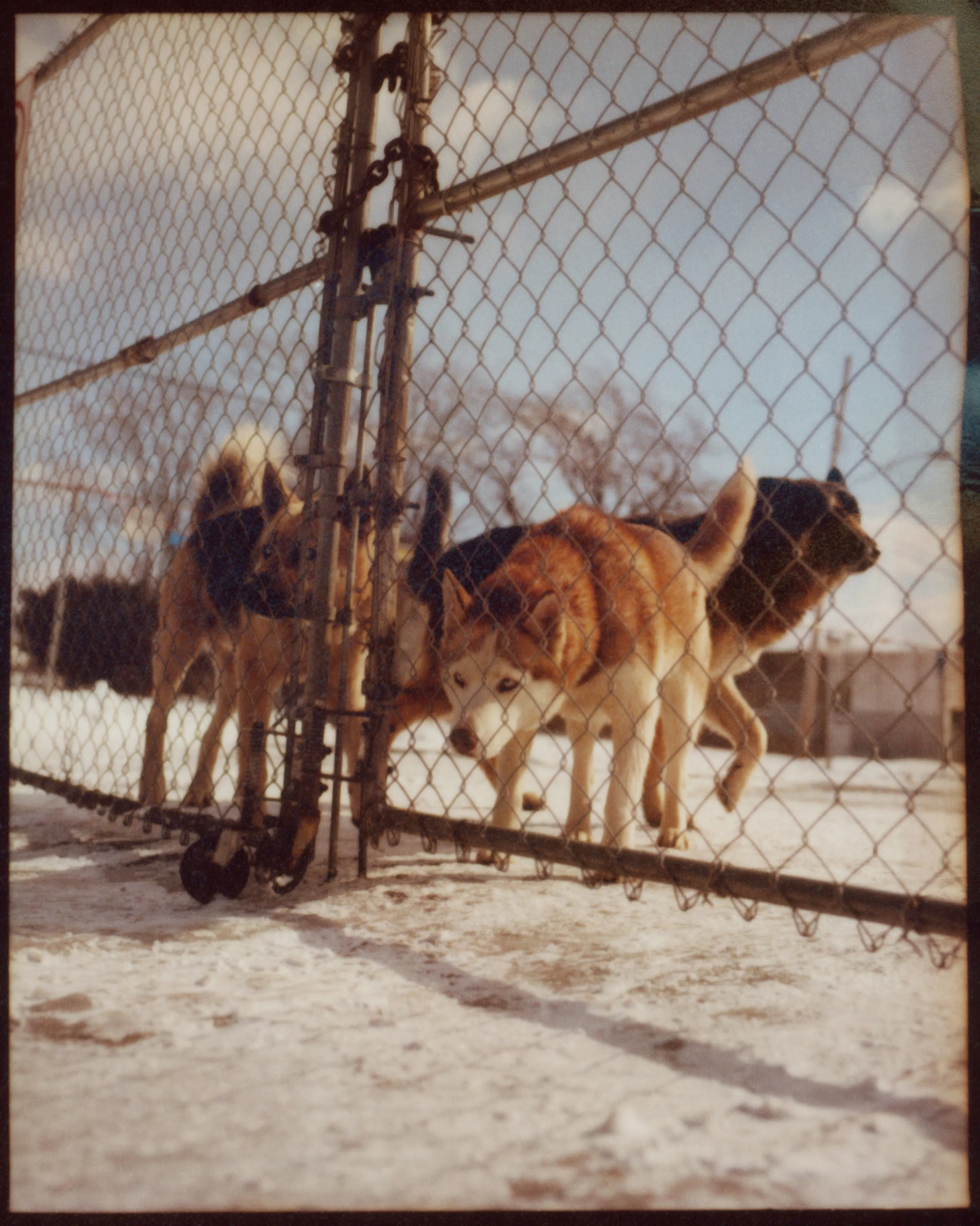 These pictures were made in and around Buffalo, New York, where I grew up. They were made on medium-format film, printed as analog contact sheets and then scanned on a flatbed scanner.  This process creates occasional dust, imperfections and a sense of softness to the image.