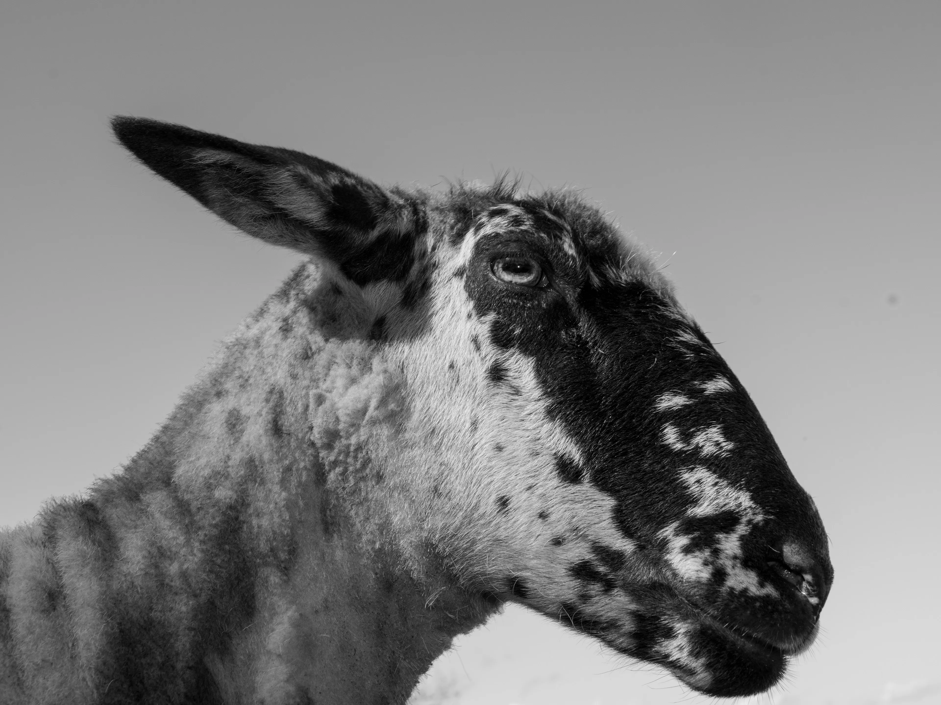 A series of images of the animals I love, plus a flower
