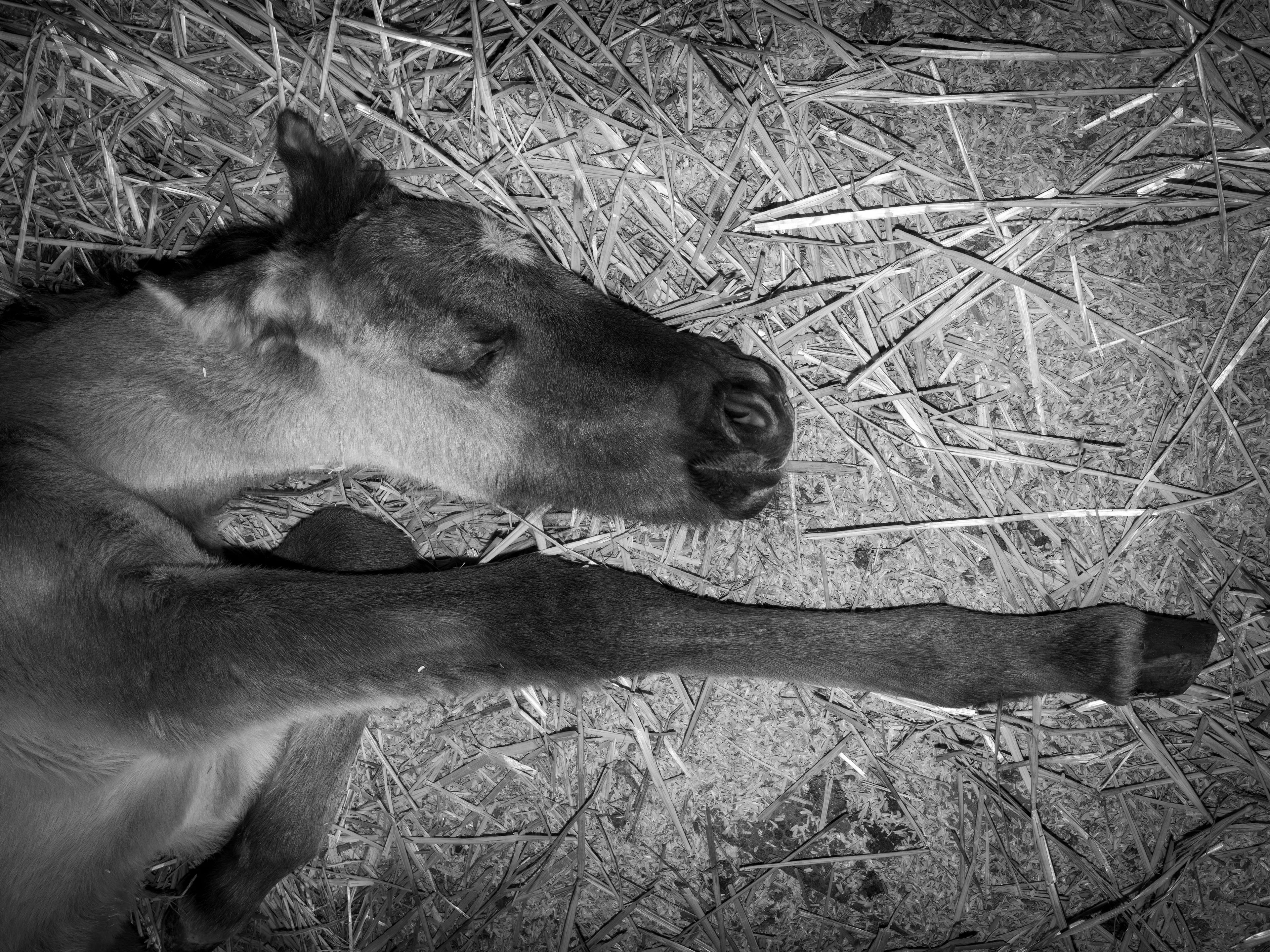 A series of images of the animals I love, plus a flower