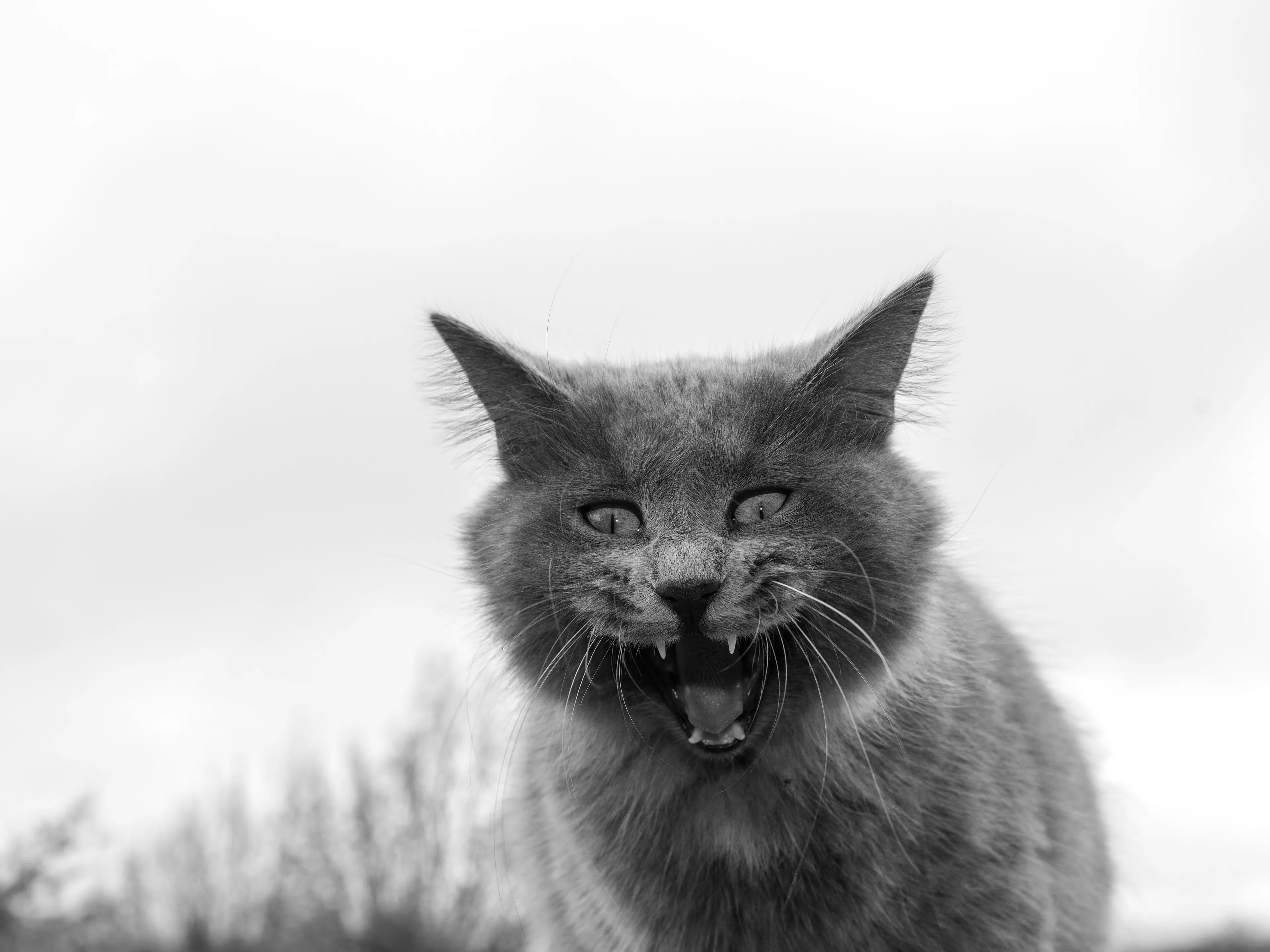 A series of images of the animals I love, plus a flower