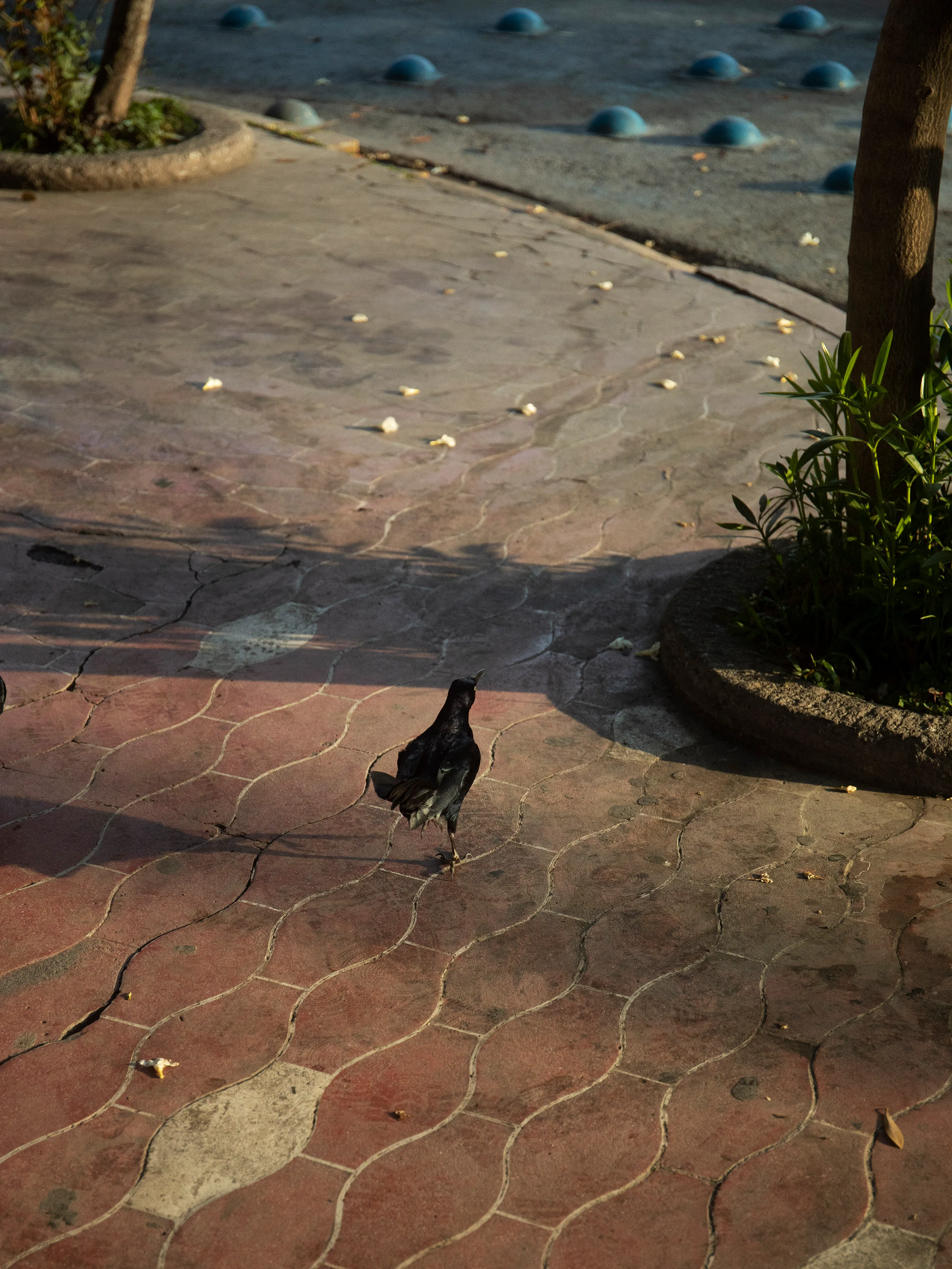 A bird walking.