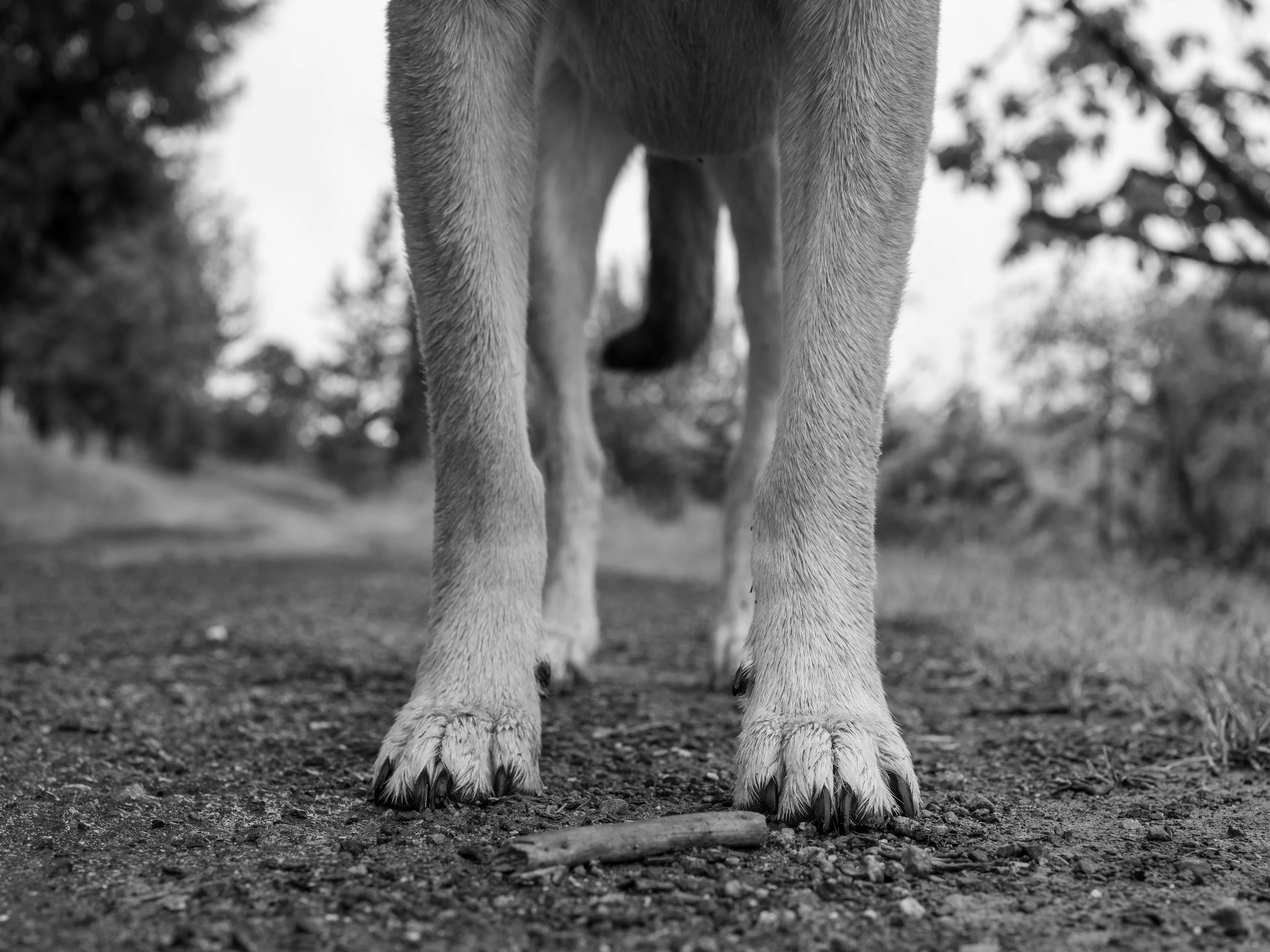 A series of images of the animals I love, plus a flower