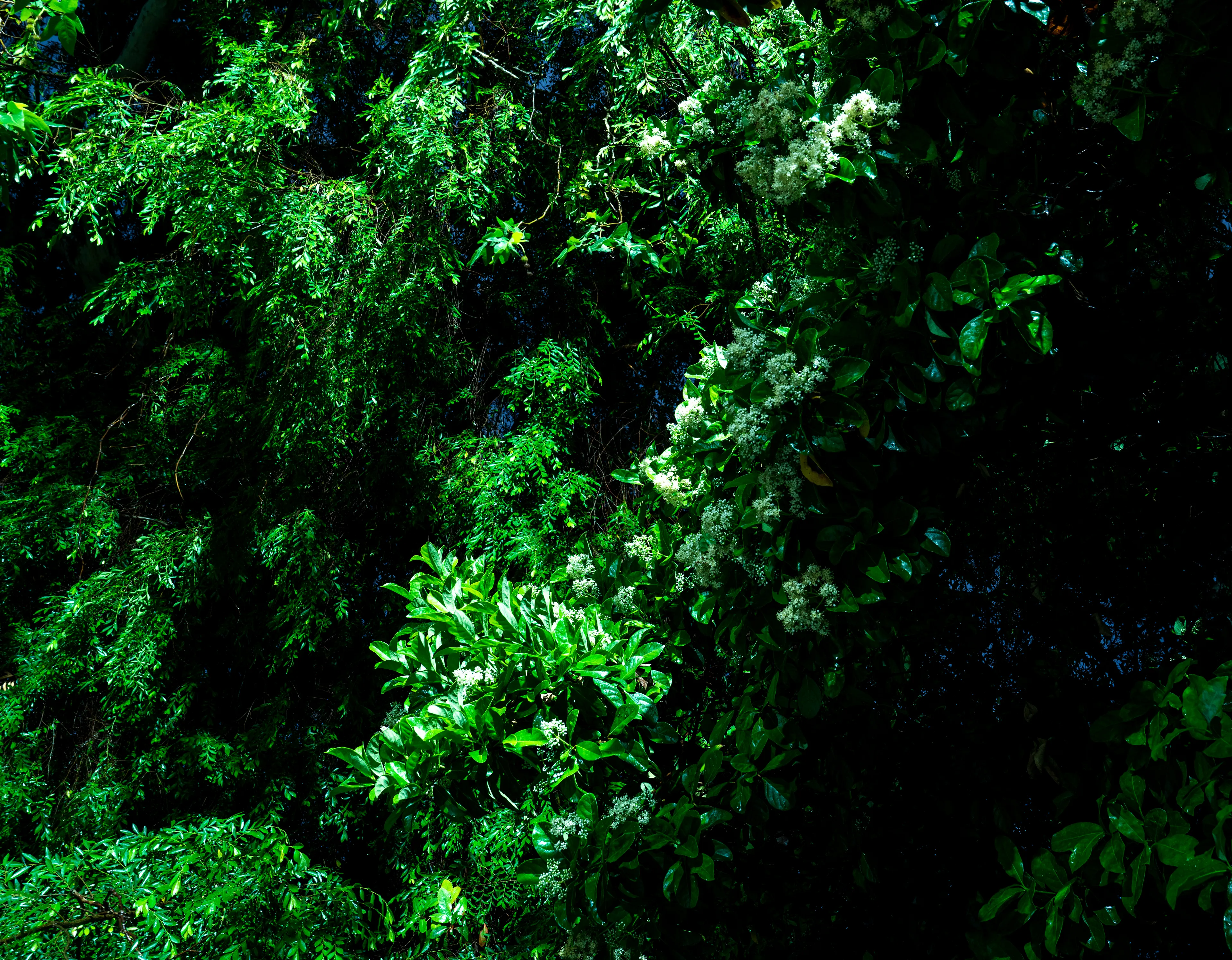 Echoing The World Today's homage to the Mid-20th Century, this collection draws inspiration from "The Pedestrian," a story by Ray Bradbury about a man who wanders city streets alone at night.

Photographing in a different Los Angeles neighborhood each night, people were often skeptical of my presence, drawing a parallel to experiences Bradbury had during his own nocturnal walks in Beverly Hills, which inspired him to write his story seventy-plus years ago.

One night, I decided to bring along Galaxy, my fawn-colored pug, and my presence became more innocuous. He unknowingly became instrumental in finding that unique quietness found only in L.A.'s lonely, dark corners.