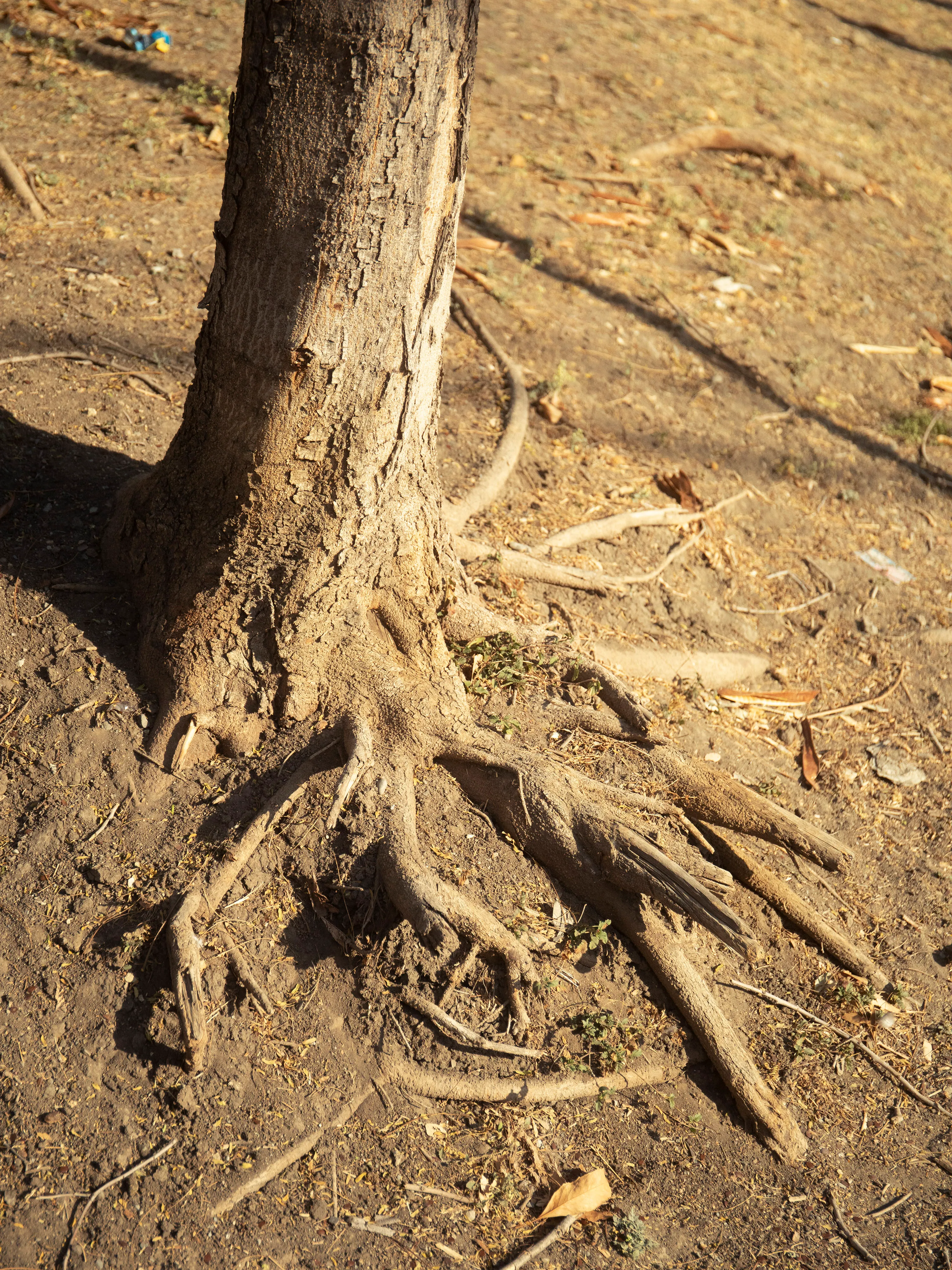 Exposed roots.