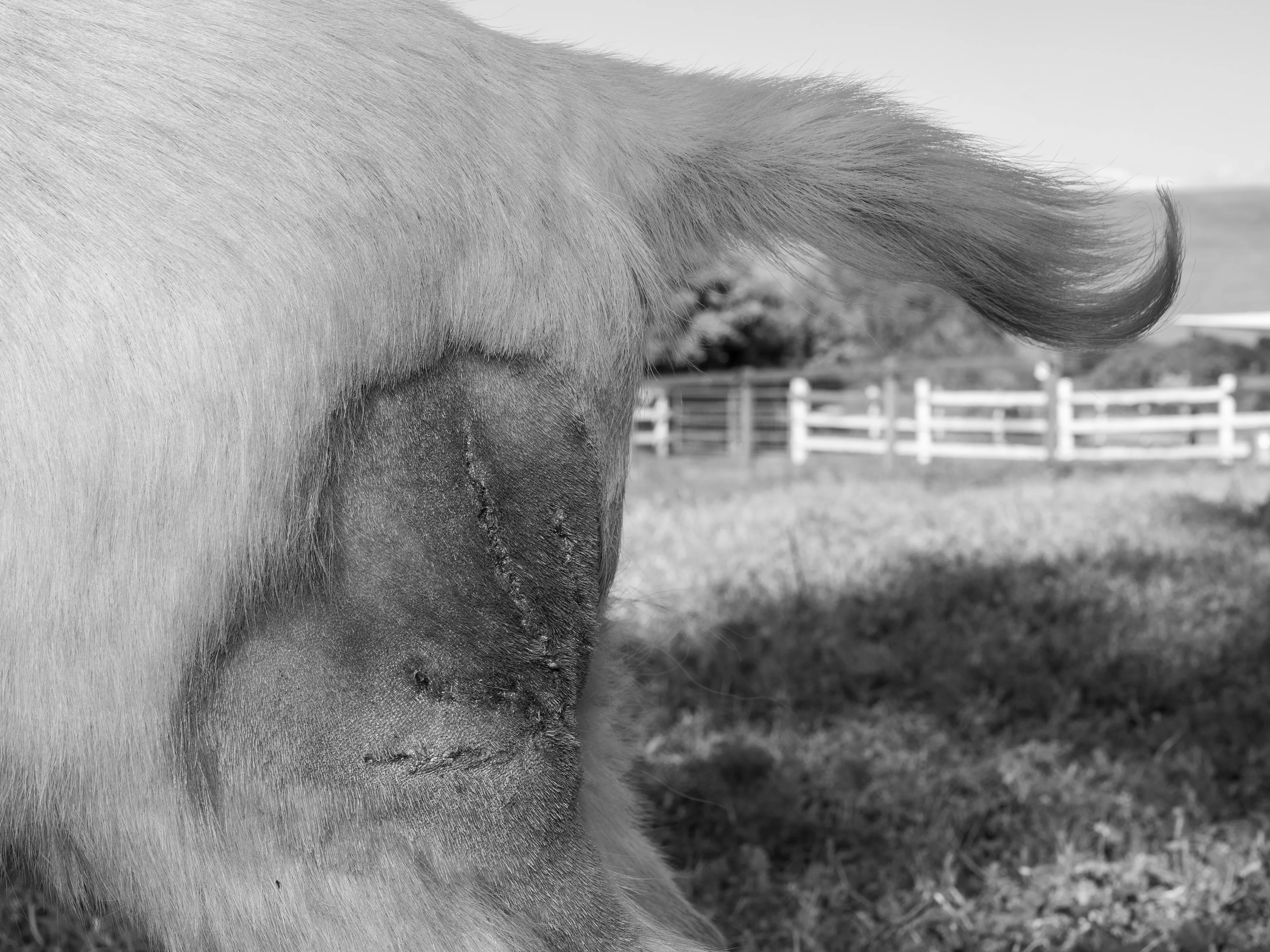 A series of images of the animals I love, plus a flower