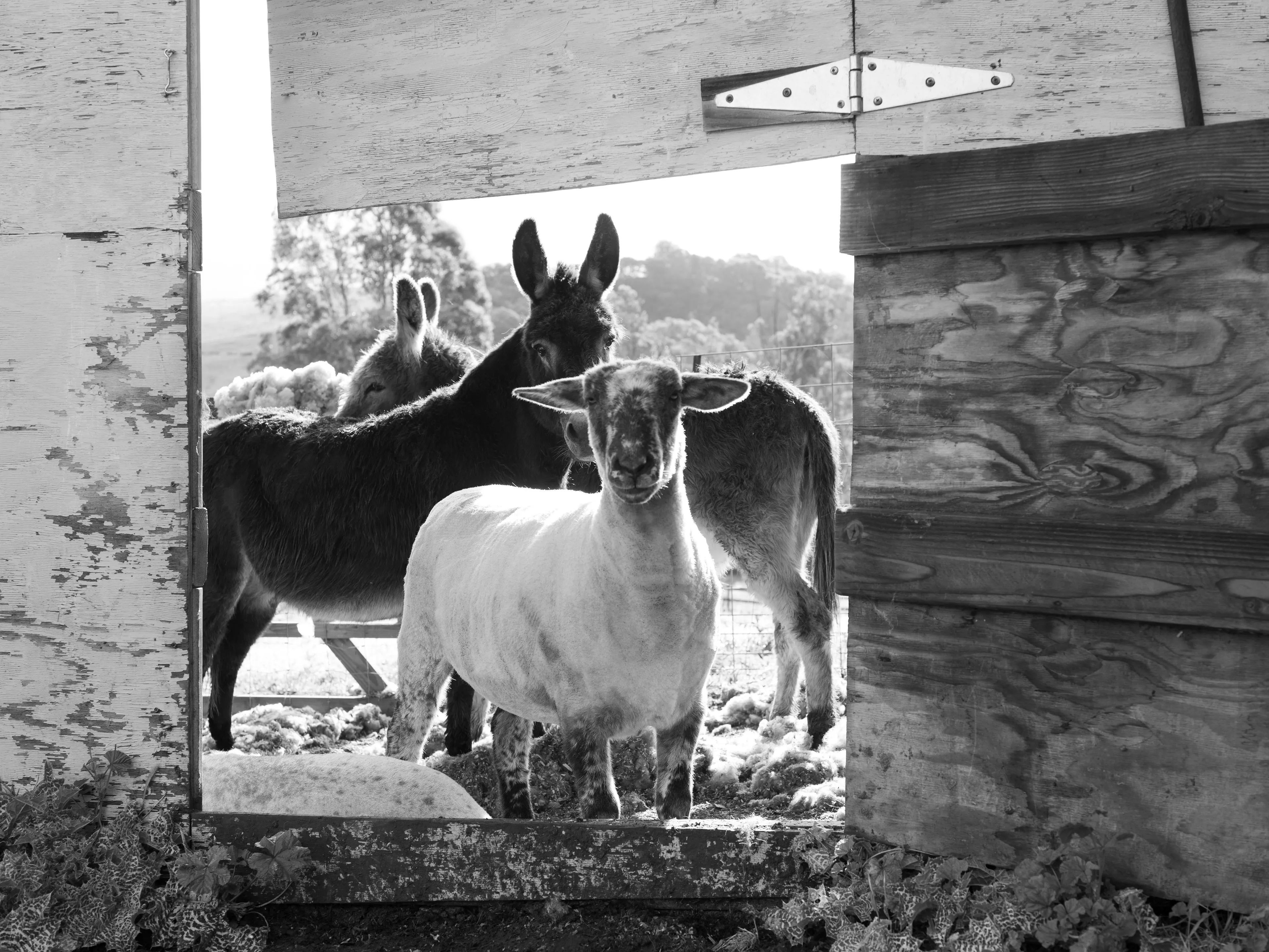 A series of images of the animals I love, plus a flower
