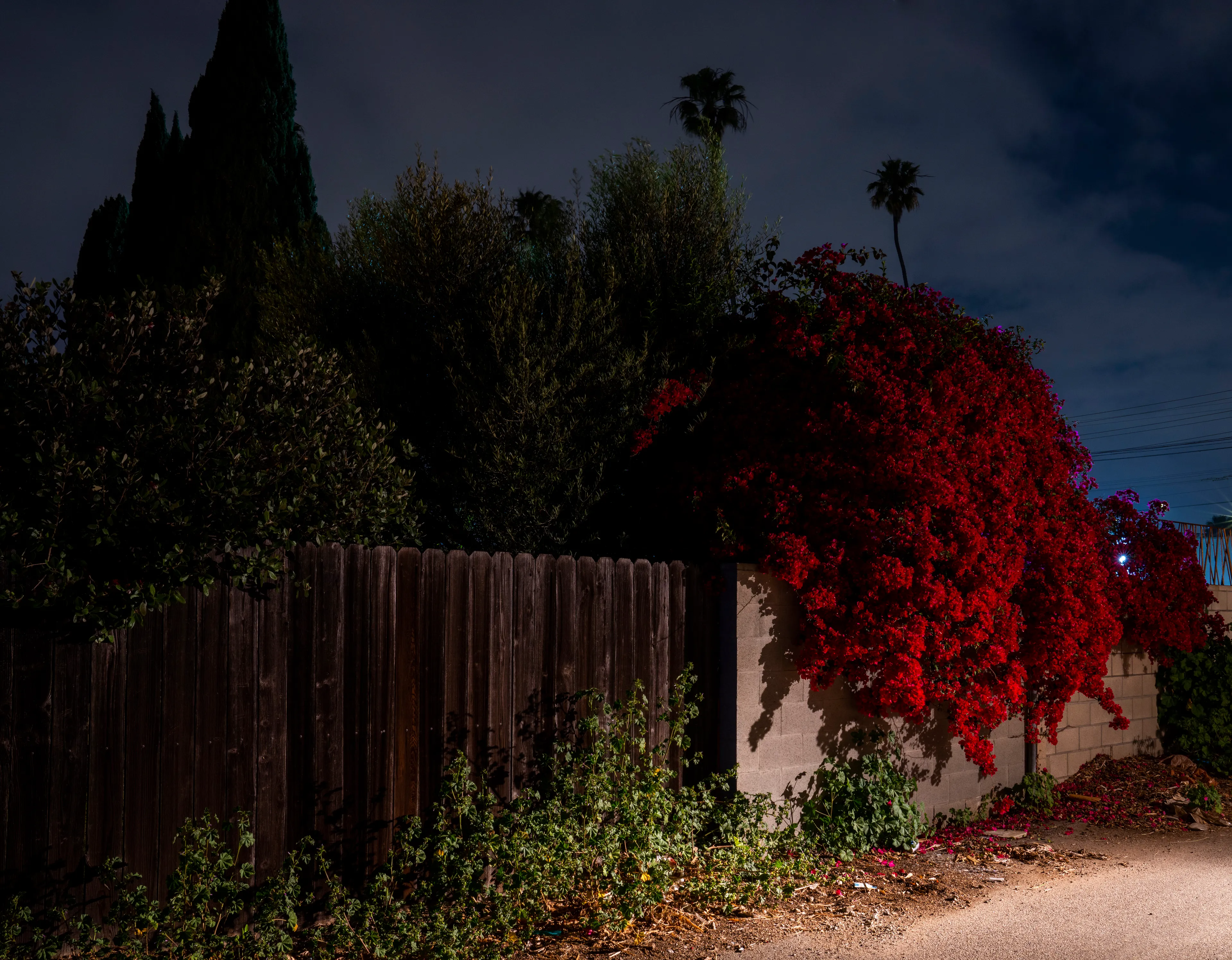Echoing The World Today's homage to the Mid-20th Century, this collection draws inspiration from "The Pedestrian," a story by Ray Bradbury about a man who wanders city streets alone at night.

Photographing in a different Los Angeles neighborhood each night, people were often skeptical of my presence, drawing a parallel to experiences Bradbury had during his own nocturnal walks in Beverly Hills, which inspired him to write his story seventy-plus years ago.

One night, I decided to bring along Galaxy, my fawn-colored pug, and my presence became more innocuous. He unknowingly became instrumental in finding that unique quietness found only in L.A.'s lonely, dark corners.