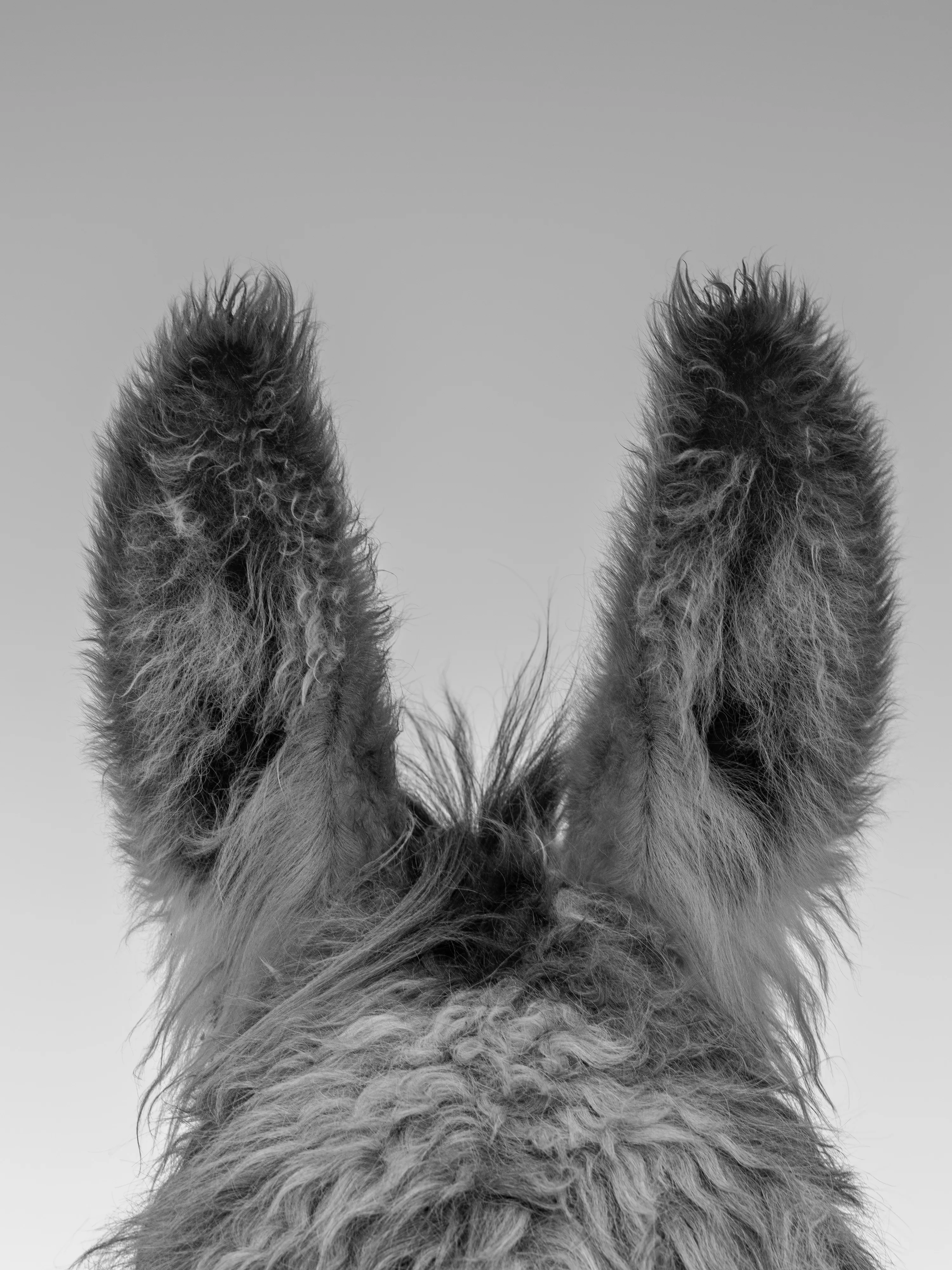 A series of images of the animals I love, plus a flower