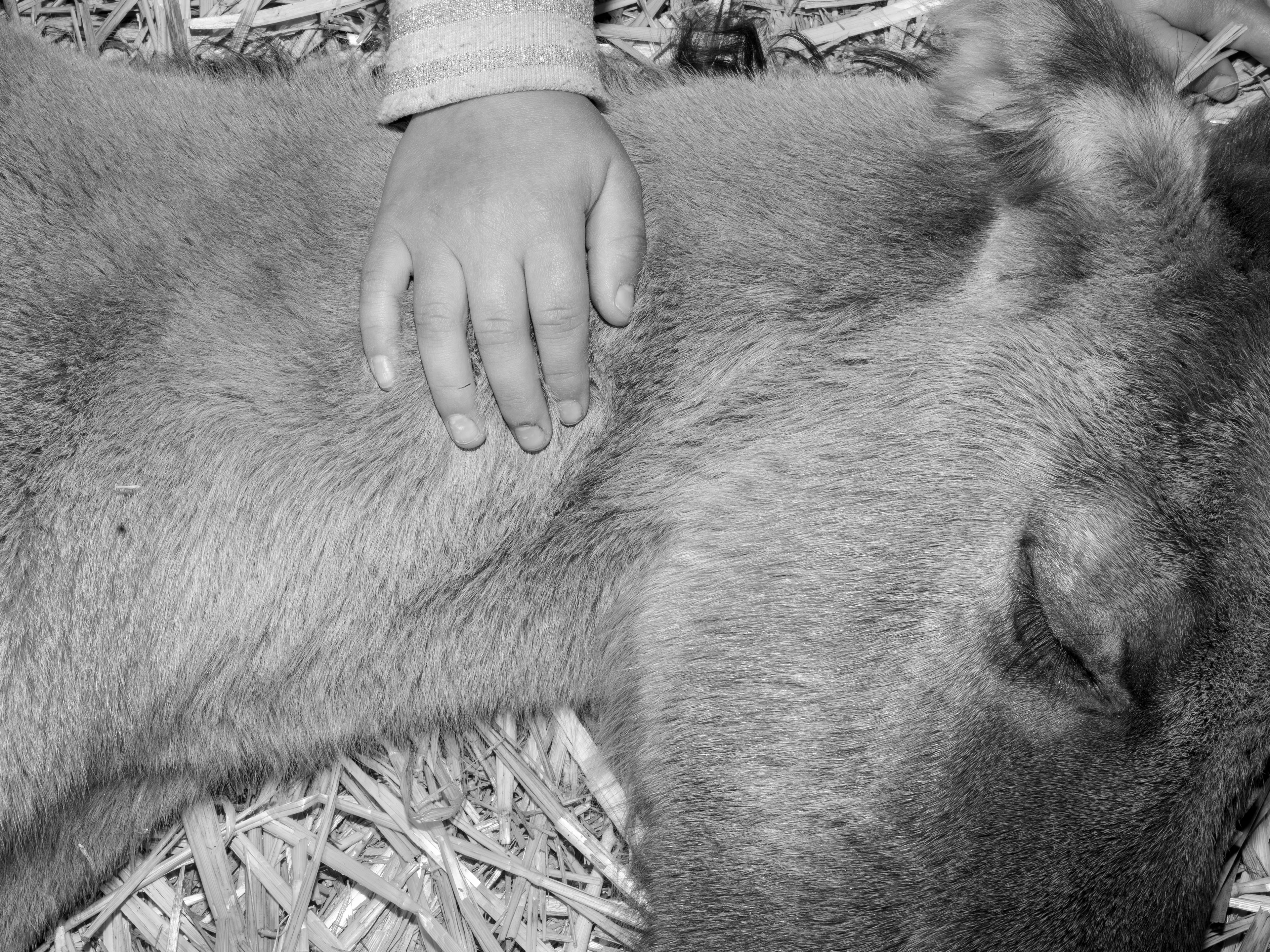 A series of images of the animals I love, plus a flower