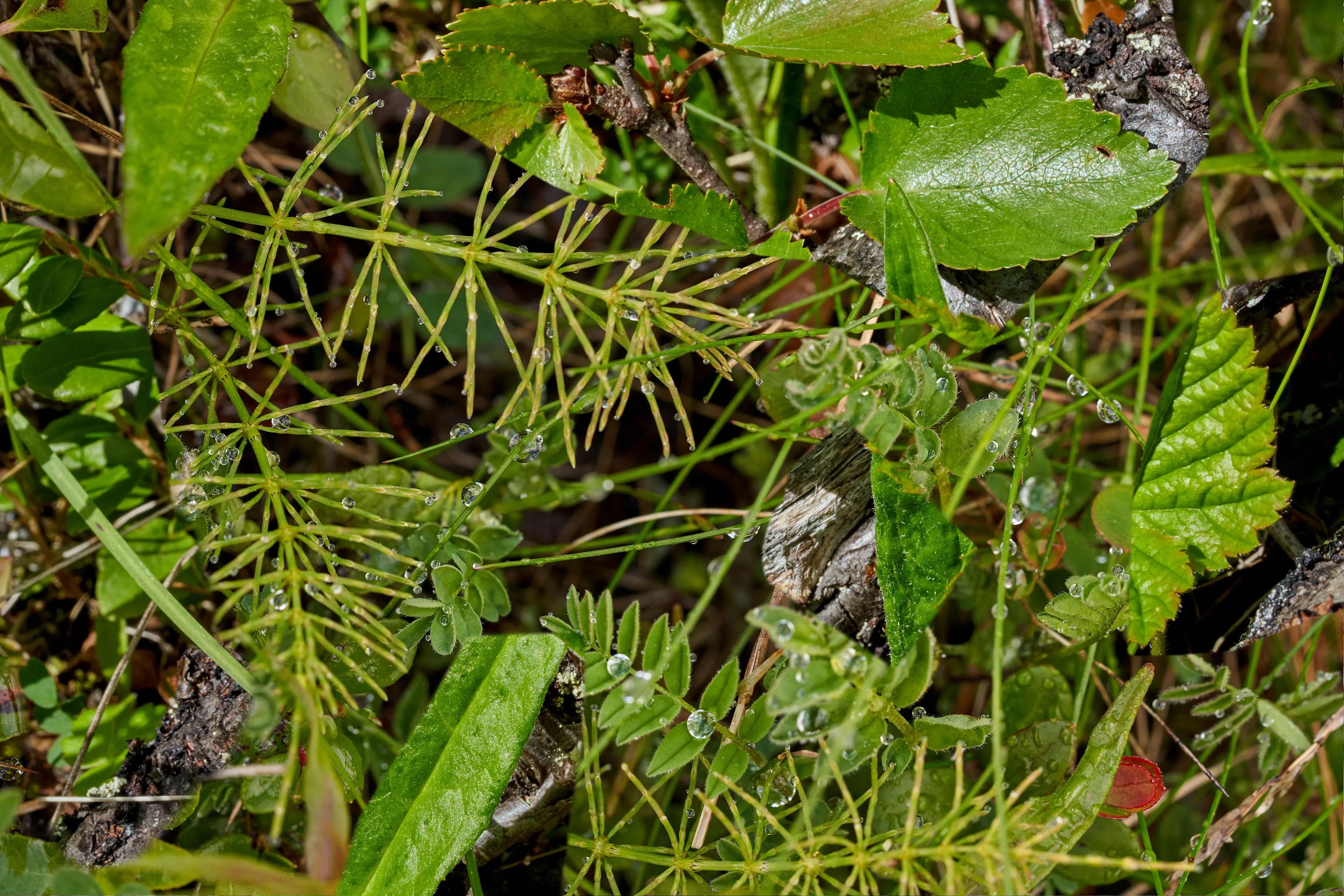 Element Form (Kilpisjärvi 1) #2