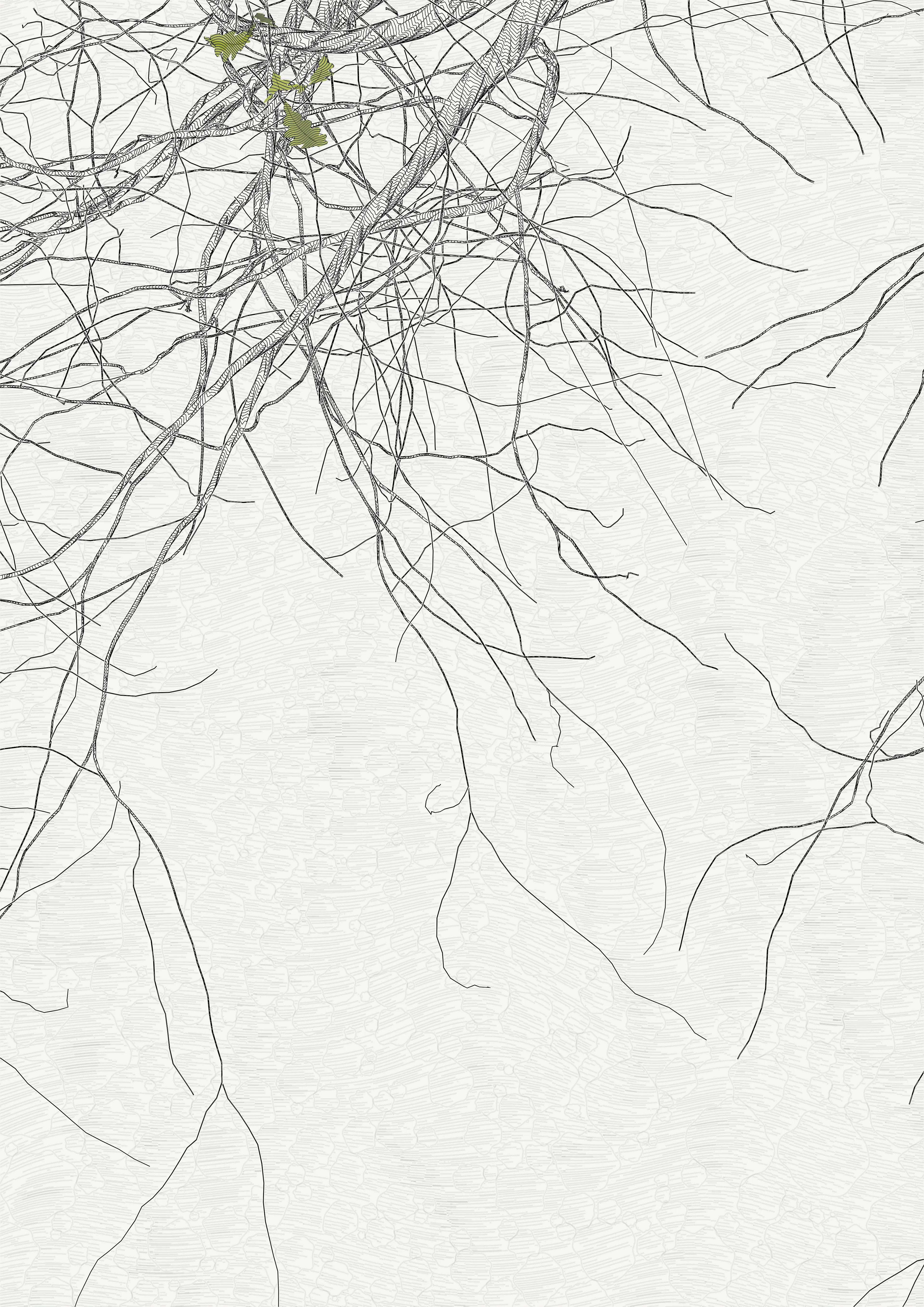 — In the spring of 2021, I carried out a set of research for the rendering of vector trees with programming code, with the aim of making plotter drawings.
My work began to focus on tight and immersive framing in order to refine the rendering of the bark — and to pay tribute to a childhood spent hidden in the foliage of oaks. This resulted in a A4 drawing of dense leaves scattered around the slightly off-center mass of a solid trunk.

To my surprise, I found out that the code was actually calculating the entire tree, showing only a small window.

Then began a patient discovery of the hidden parts, computing and drawing one sample after another.
It was only after hundreds of hours of plotting and after all the drawings had been framed and hung that I was able to watch the Oak in its majestic entirety.

Parts coordinates refer to the position relative to the first drawing revealed, which is at #0,0

—
The Oak Tree part #-1,-2
High resolution PNG 4200 x 5920 
Custom javascript code