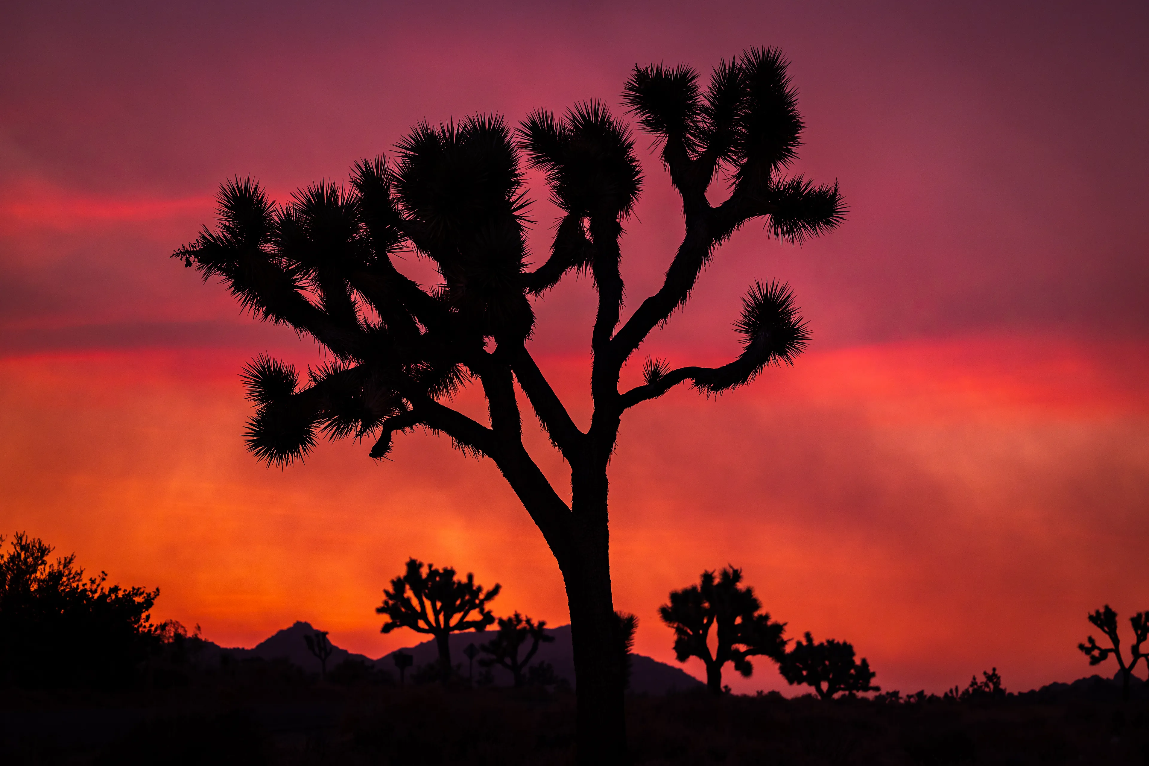 Shortly before my move from the Bay Area to Seattle, I took a trip out to Joshua Tree. It was my first time out there, and it was such a magical visit. 

Unfortunately, the night before I was supposed to leave, a big fire broke out in San Bernadino National Forest. The smoke was all blowing east, towards Joshua Tree, making the air quality was absolutely awful. 

As the sun started to set behind the smoke, the sky popped off. This photo was taken during that sunset.

**First collector will receive a physical print of their choosing**