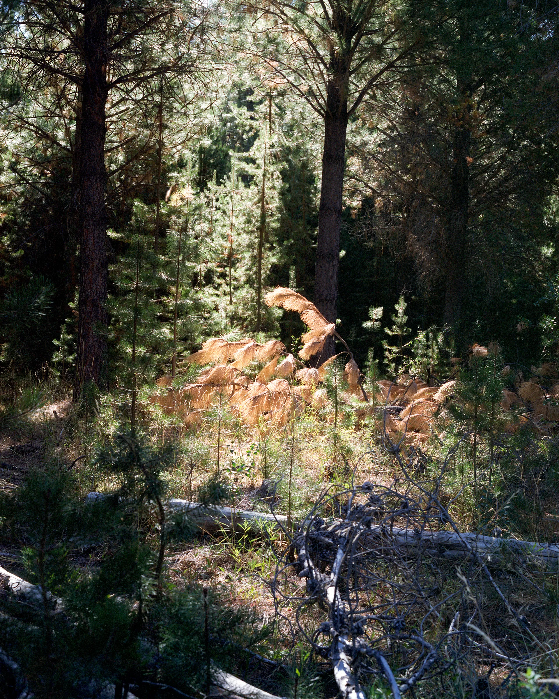 A/A #22

A poetic narrative about the things we do and the places we go to forget ourselves.

Photographs made from 2015 to 2017 in Argentina and Switzerland.