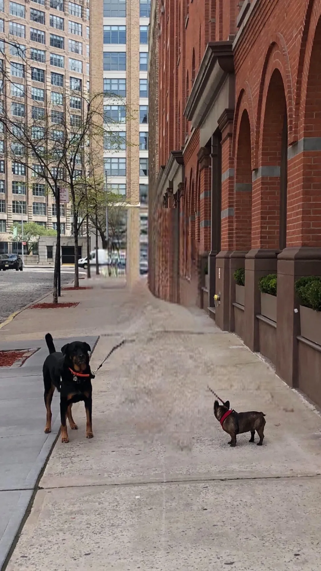 Damjanski
2020

Portraits of dogs and their owners taken with his Bye Bye Camera in NYC at the start of the pandemic 2020. The app uses neural networks to erase humans from the picture but keeps human traces as well as dogs. Damjanski compares these visual traces to surreal artifacts of a speculative scenario that is post-human. These dogs become inhabitants of possible futures in a world deprived of human beings, yet bearing the weight of a past civilisation.

Part of the series Post human dogs 