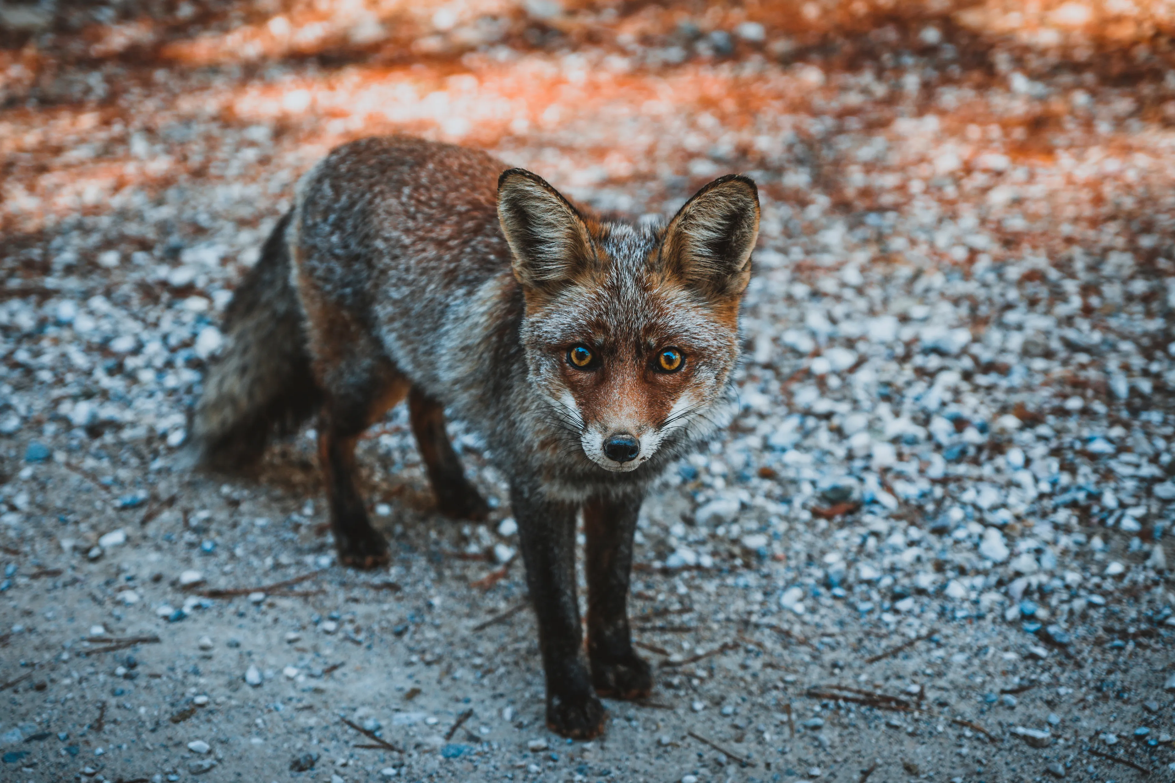 The fox is the silent one, the observer, and will gather information until it is satisfied that it can utilise it to maximum efficiency. The fox is sly, cunning and will more often than not: serve its own purpose before others.
Picture taken: October 2017