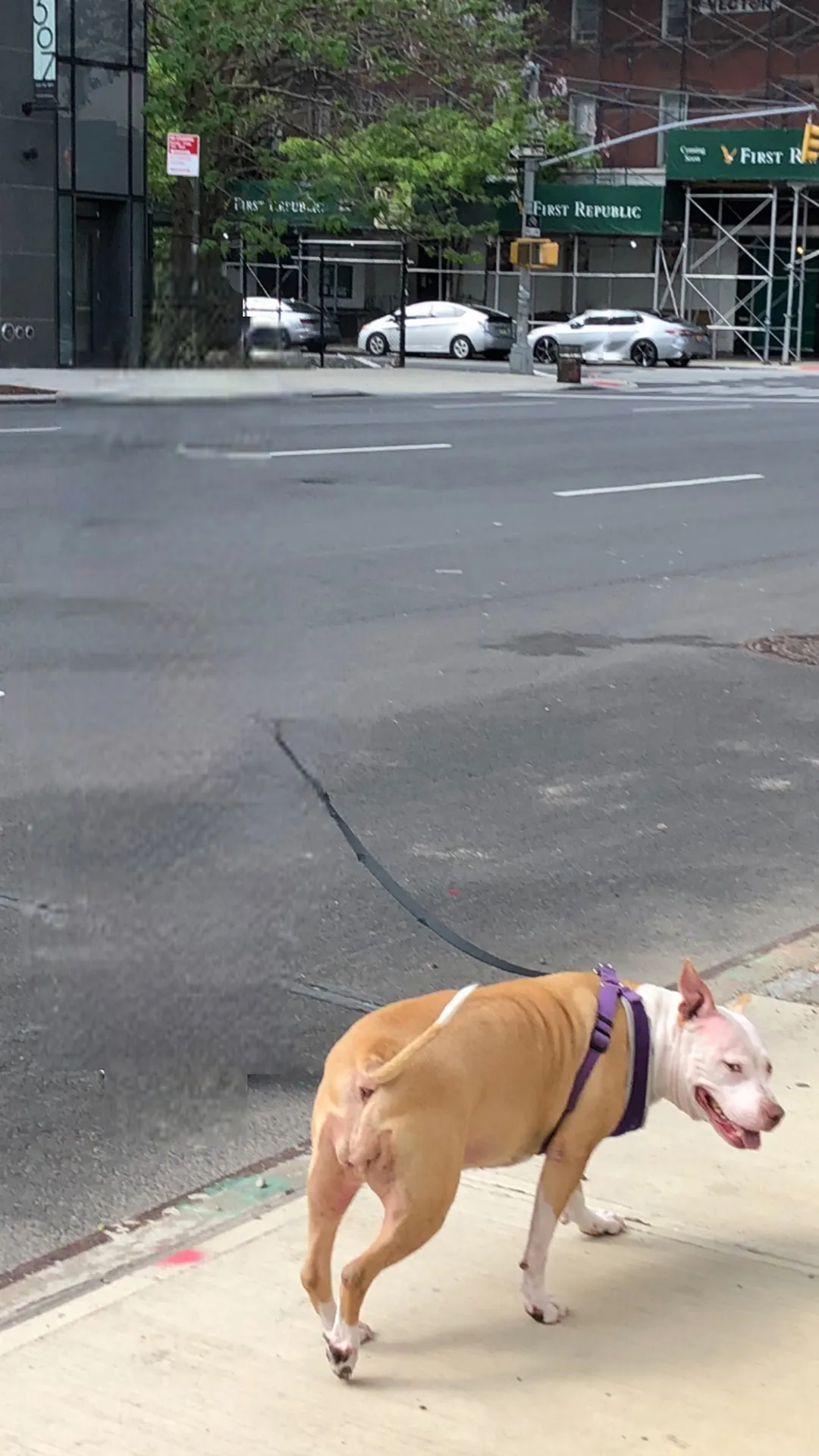 Damjanski
2020

Portraits of dogs and their owners taken with his Bye Bye Camera in NYC at the start of the pandemic 2020. The app uses neural networks to erase humans from the picture but keeps human traces as well as dogs. Damjanski compares these visual traces to surreal artifacts of a speculative scenario that is post-human. These dogs become inhabitants of possible futures in a world deprived of human beings, yet bearing the weight of a past civilisation.

Part of the series Post human dogs