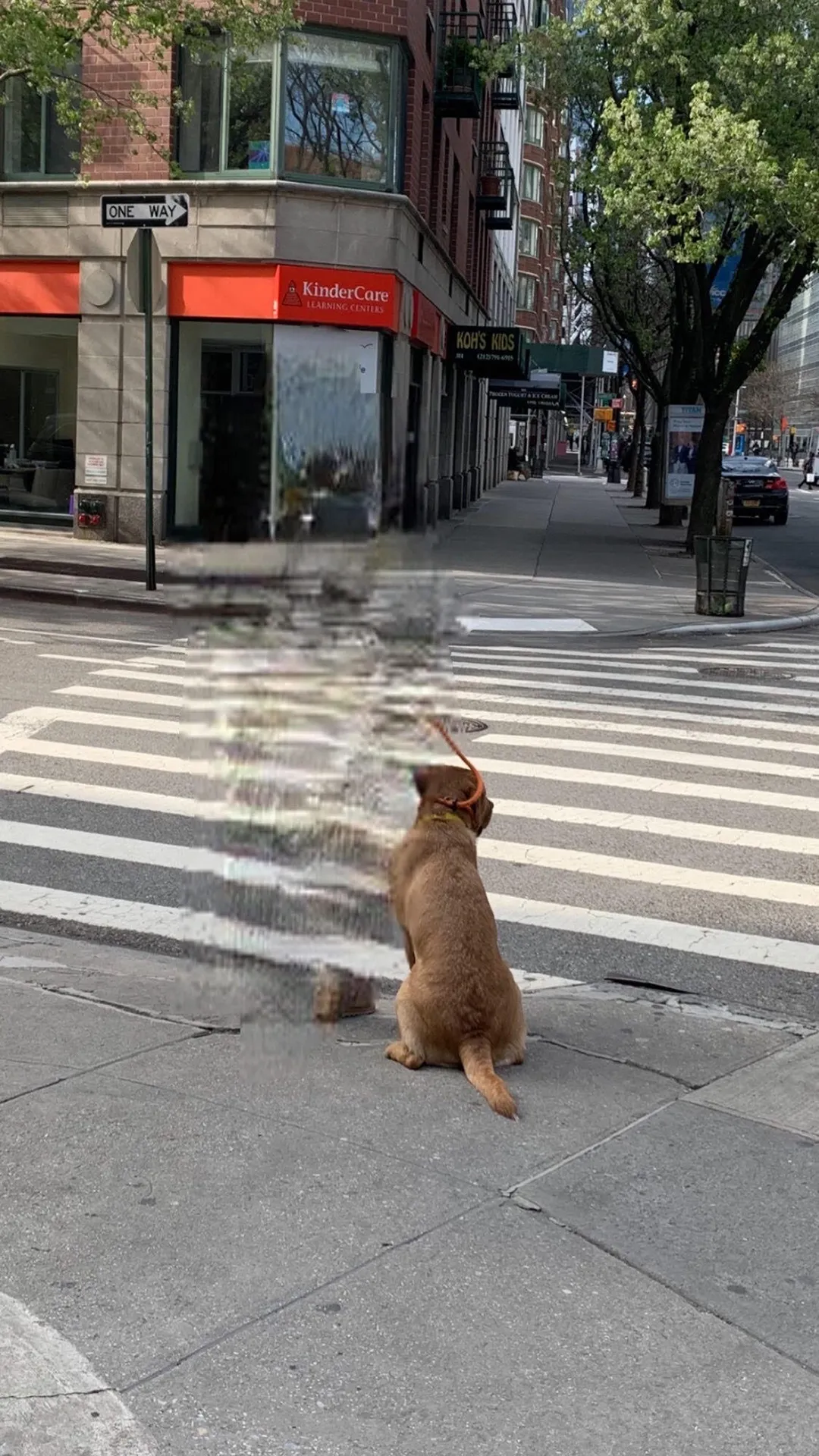 Damjanski
2020

Portraits of dogs and their owners taken with Damjanski's Bye Bye Camera mobile application in NYC at the start of the pandemic in 2020. The app uses neural networks to erase humans from the picture but keeps human traces as well as dogs. Damjanski compares these visual traces to surreal artifacts of a speculative scenario that is post-human. These dogs become inhabitants of possible futures in a world deprived of human beings, yet bearing the weight of a past civilisation.

Part of the series 'Post human dogs' (20 post human dogs in total)