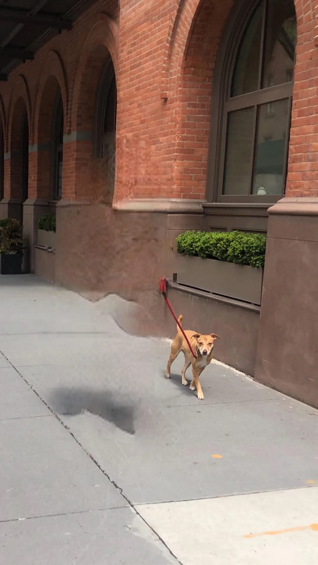 Damjanski
2020

Portraits of dogs and their owners taken with his Bye Bye Camera in NYC at the start of the pandemic 2020. The app uses neural networks to erase humans from the picture but keeps human traces as well as dogs. Damjanski compares these visual traces to surreal artifacts of a speculative scenario that is post-human. These dogs become inhabitants of possible futures in a world deprived of human beings, yet bearing the weight of a past civilisation.

Part of the series Post human dogs