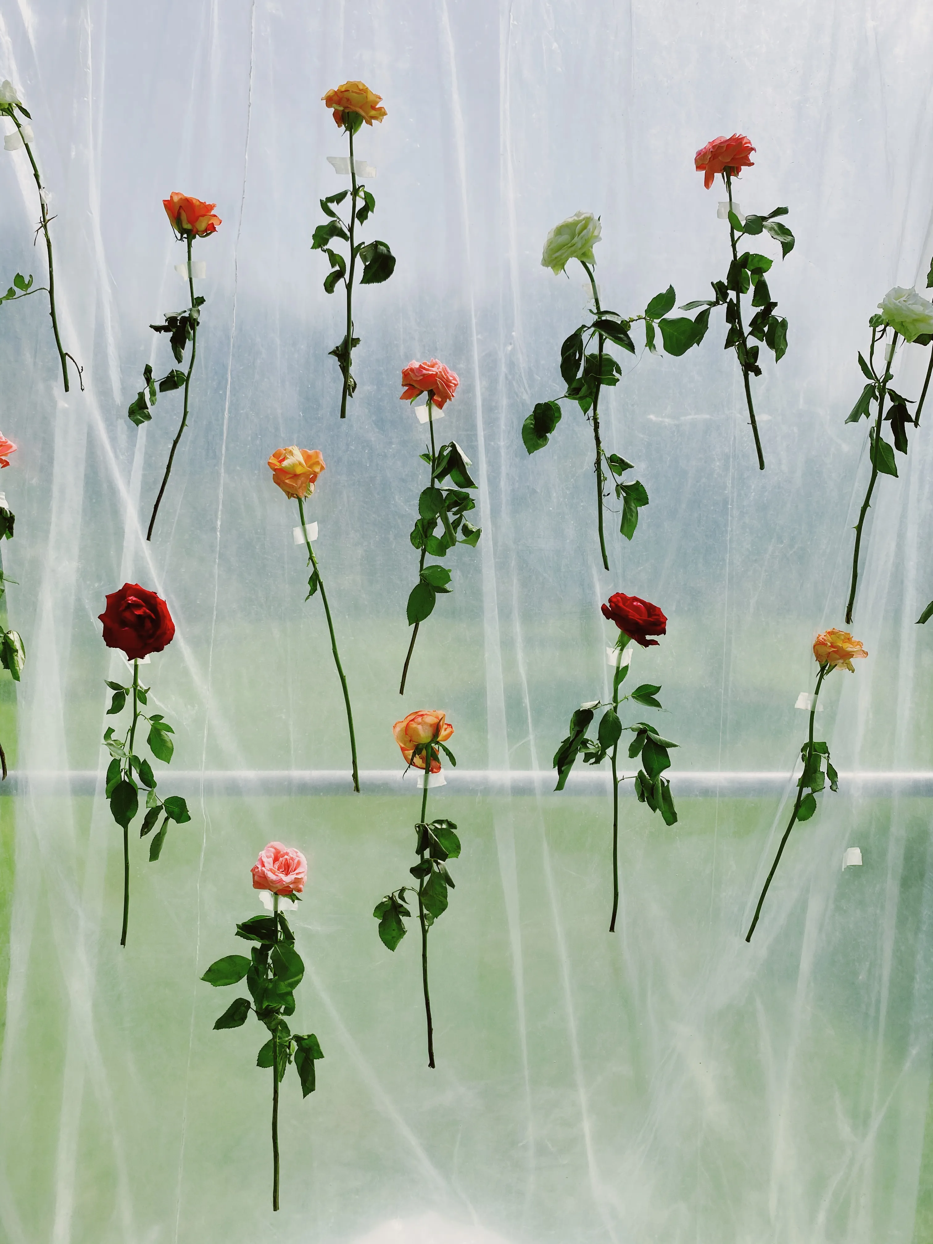 Almost every person has been touched by the untamed beauty of wildflowers.