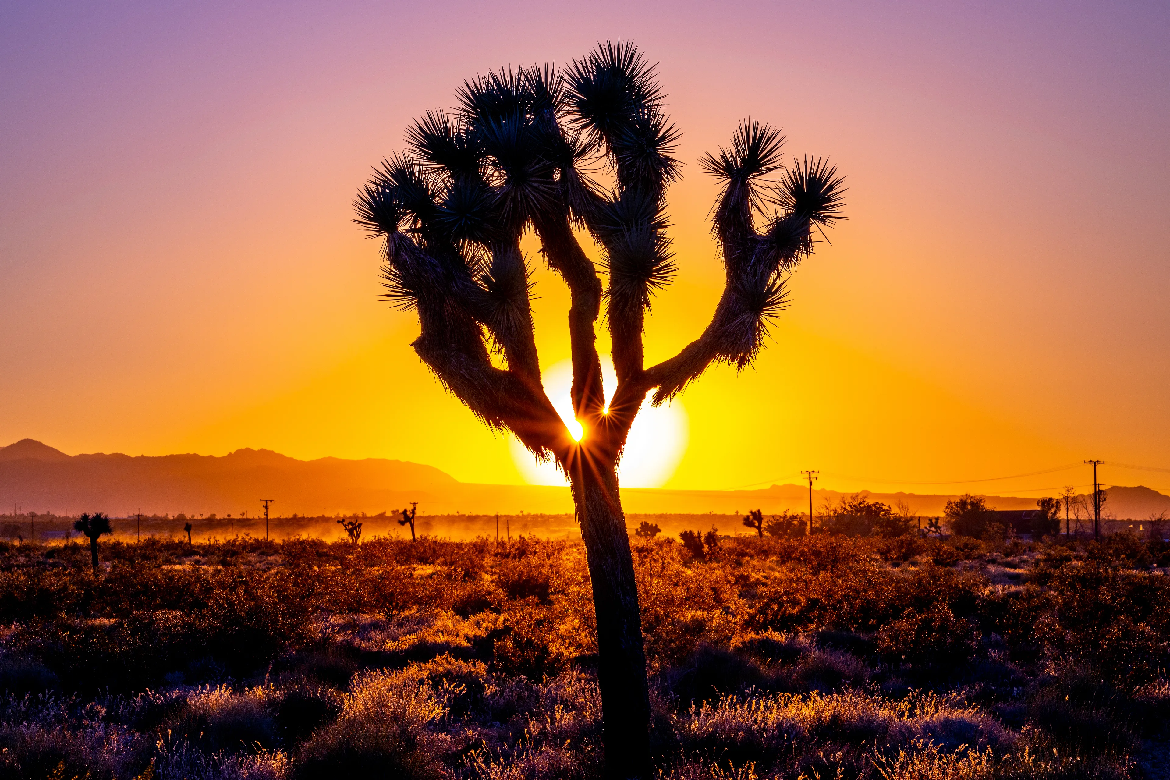 In the desert, the days are long, and they're hot. On this particular trip to the Mojave Desert, temperatures were surpassing 110 degrees during the day. A fire in San Bernardino made for some tragically beautiful sunsets. This is one of my favorite shots, complete with a couple sunstars beaming through the arms of an iconic Joshua Tree.