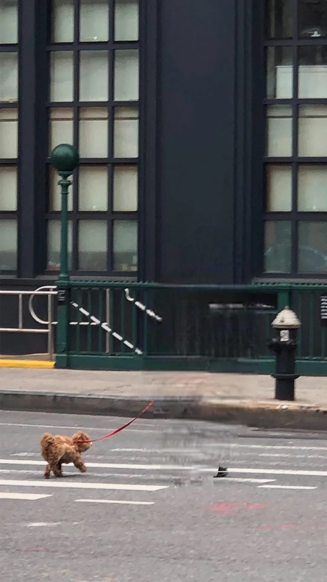 Damjanski
2020

Portraits of dogs and their owners taken with his Bye Bye Camera in NYC at the start of the pandemic 2020. The app uses neural networks to erase humans from the picture but keeps human traces as well as dogs. Damjanski compares these visual traces to surreal artifacts of a speculative scenario that is post-human. These dogs become inhabitants of possible futures in a world deprived of human beings, yet bearing the weight of a past civilisation.

Part of the series Post human dogs
